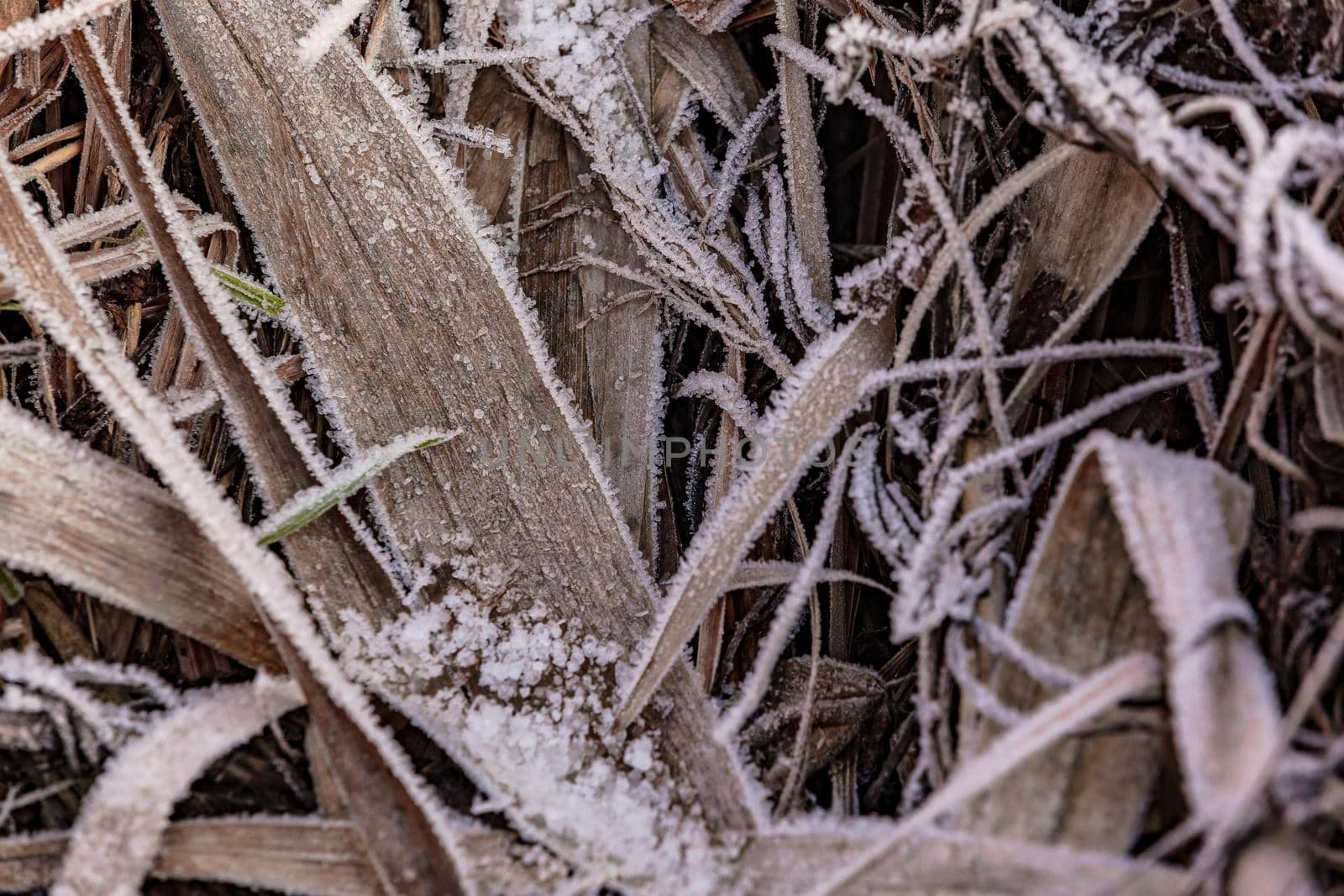 Green leaves succumb to the cold frost in winter with ice crystals