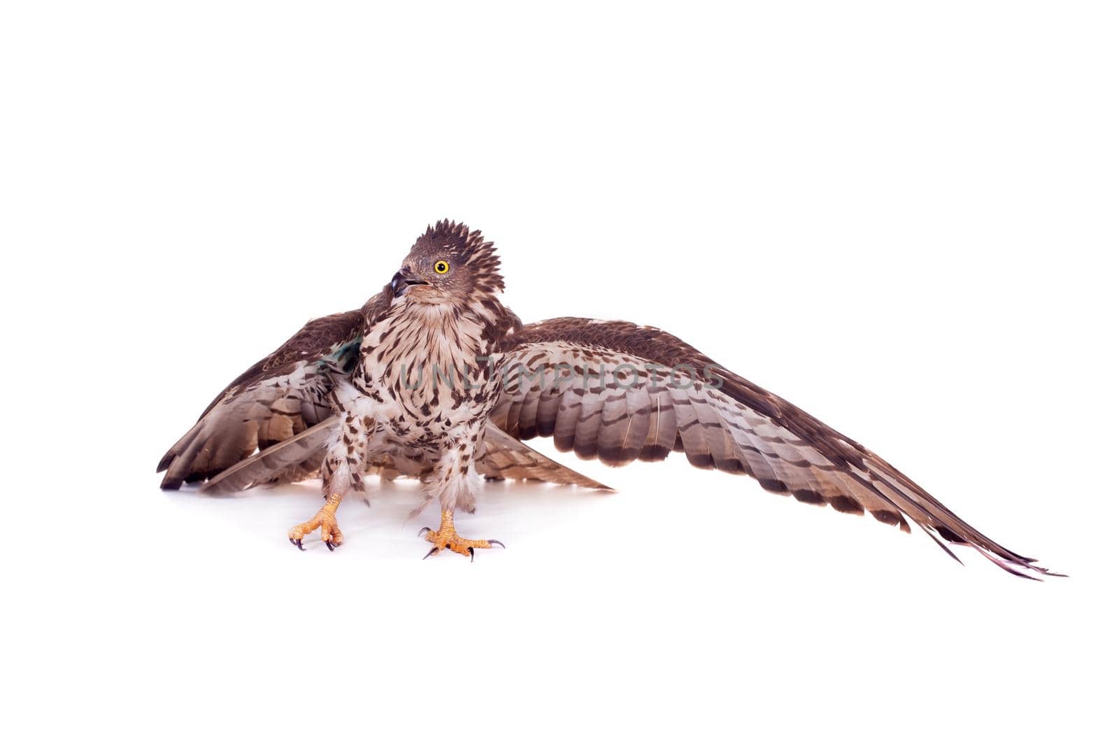 European Honey Buzzard on white by RosaJay