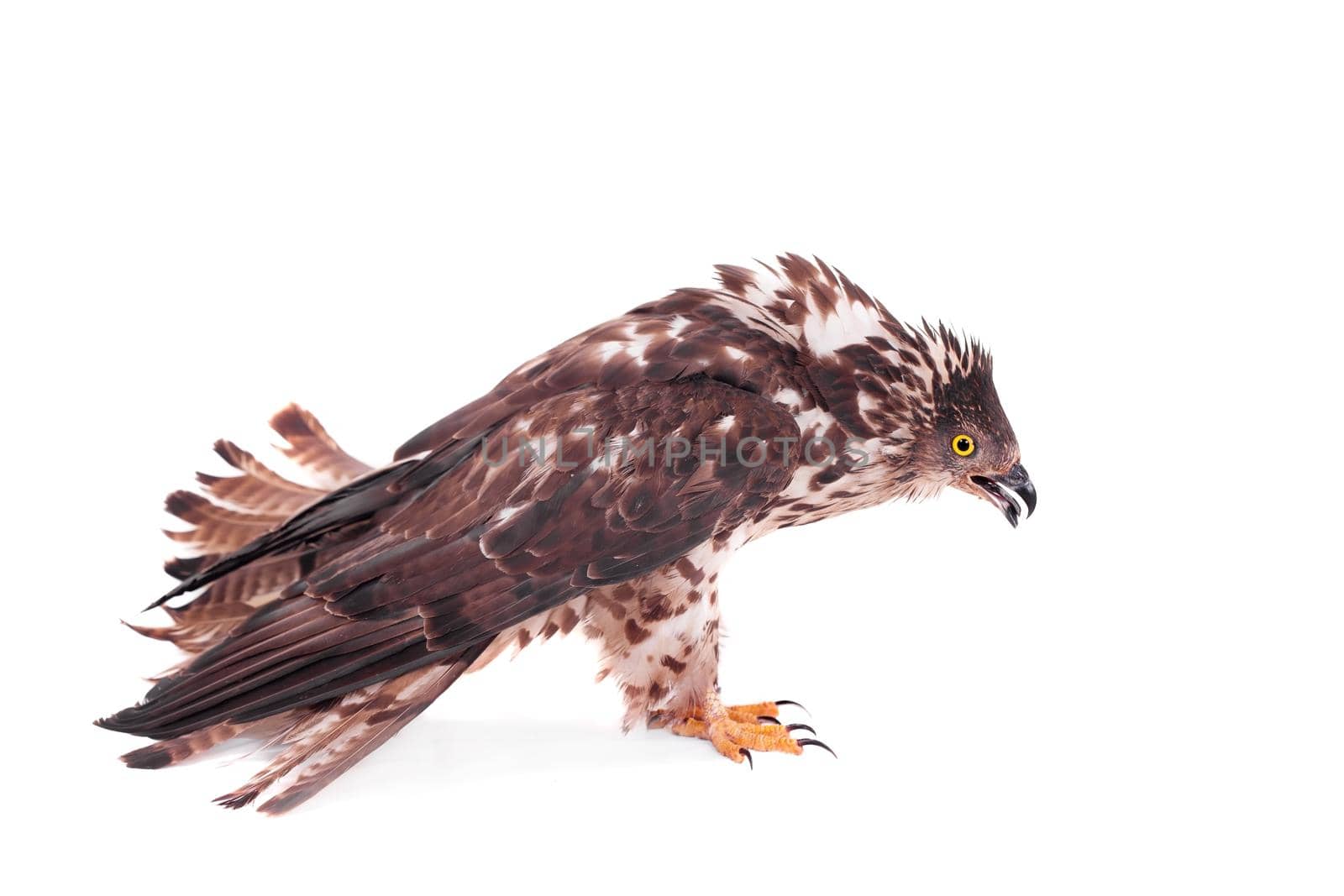 European Honey Buzzard - Pernis apivorus - isolated on white background