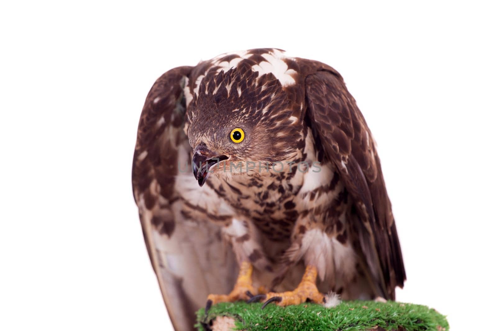 European Honey Buzzard on white by RosaJay