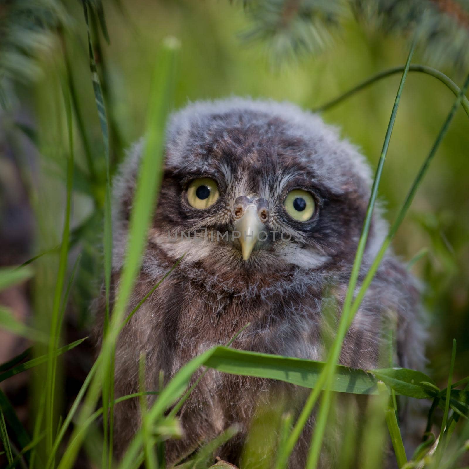 Little Owl Baby, 5 weeks old, on grass by RosaJay