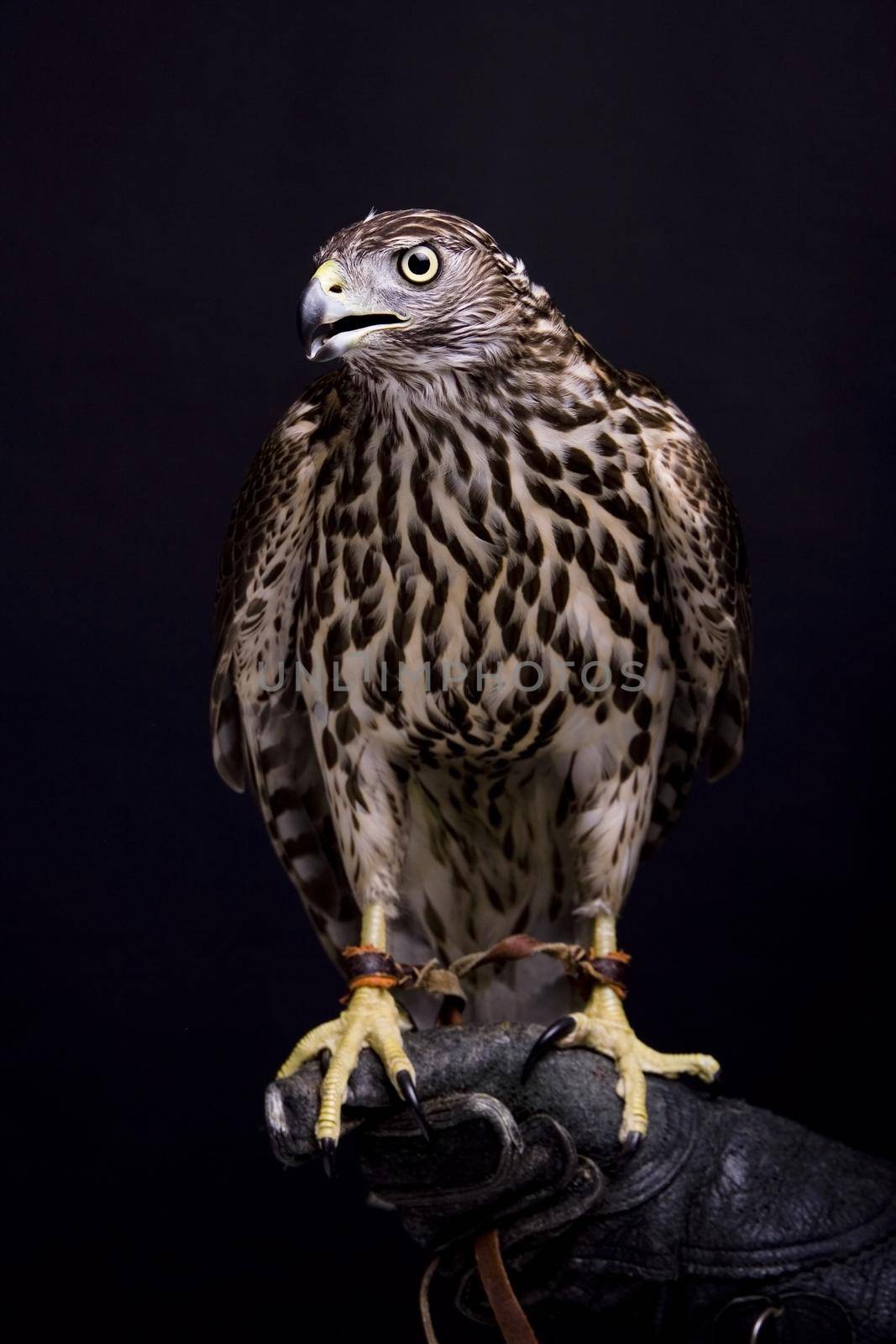 Northern goshawk on black background by RosaJay