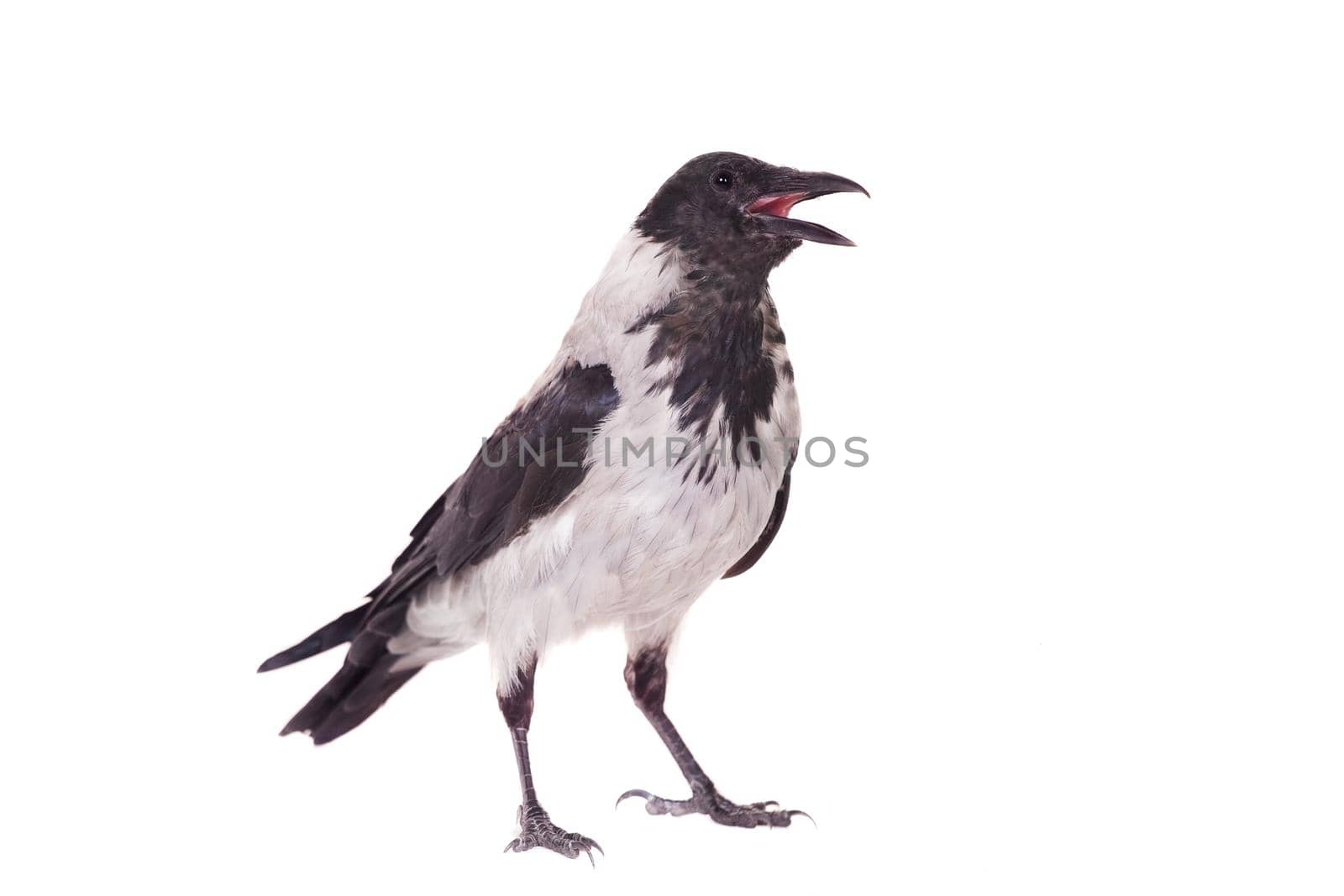 Hooded crow on white background by RosaJay