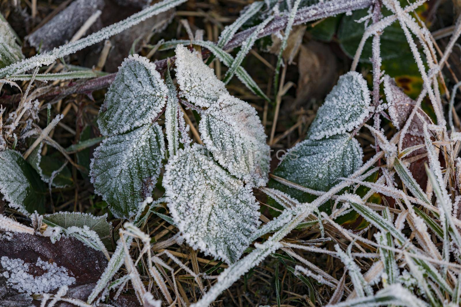 The winter frost brings death to the plants with ice crystals
