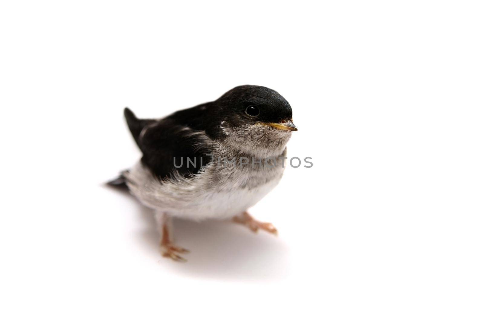 Baby bird of Sand Martin swallow, Riparia riparia, isolated on white