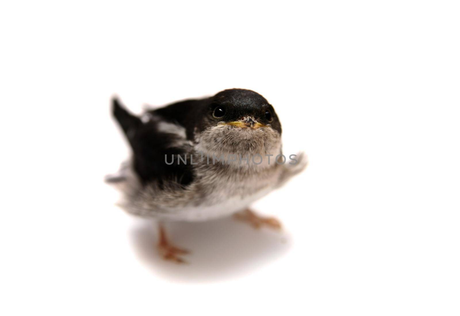 Baby bird of Sand Martin swallow, Riparia riparia, isolated on white