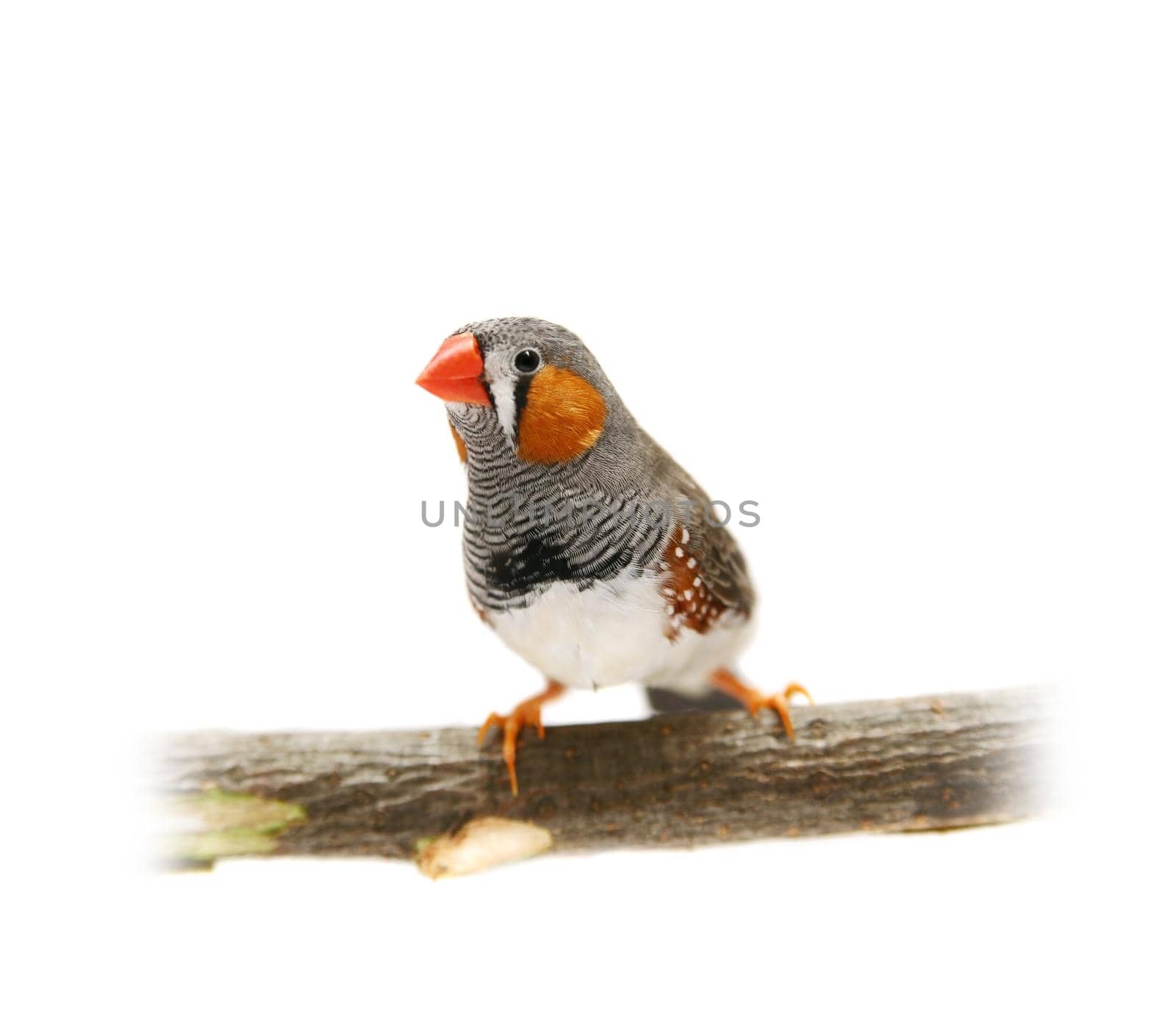 Zebra Finch on white by RosaJay