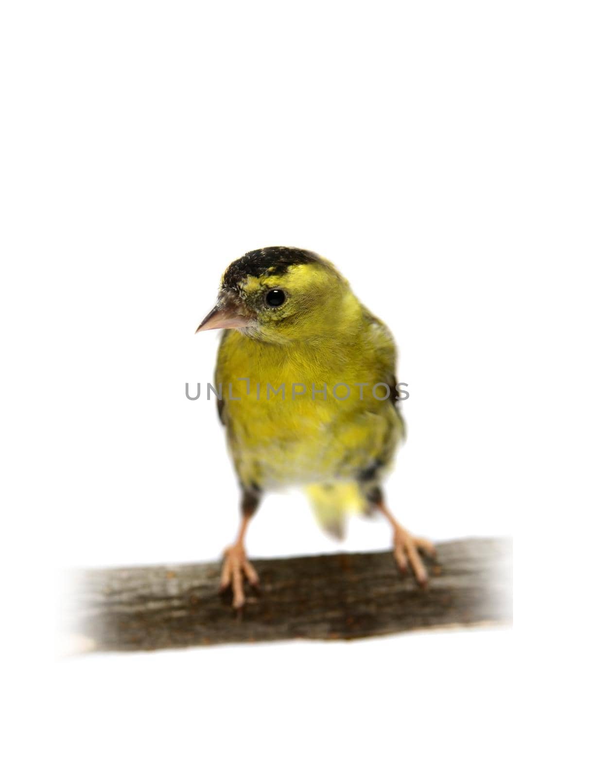 The male of Eurasian Siskin , Carduelis spinus, isolated on white