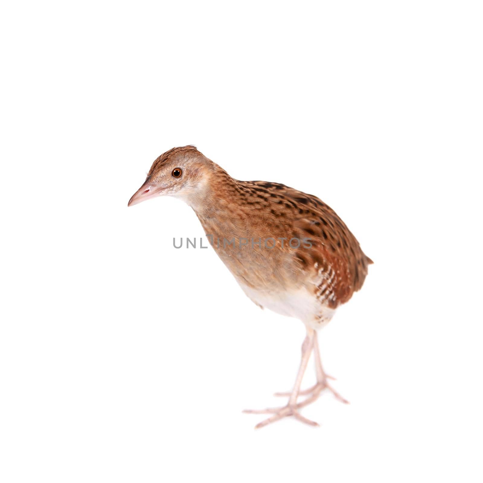 Corncrake or Landrail, Crex crex, on white by RosaJay