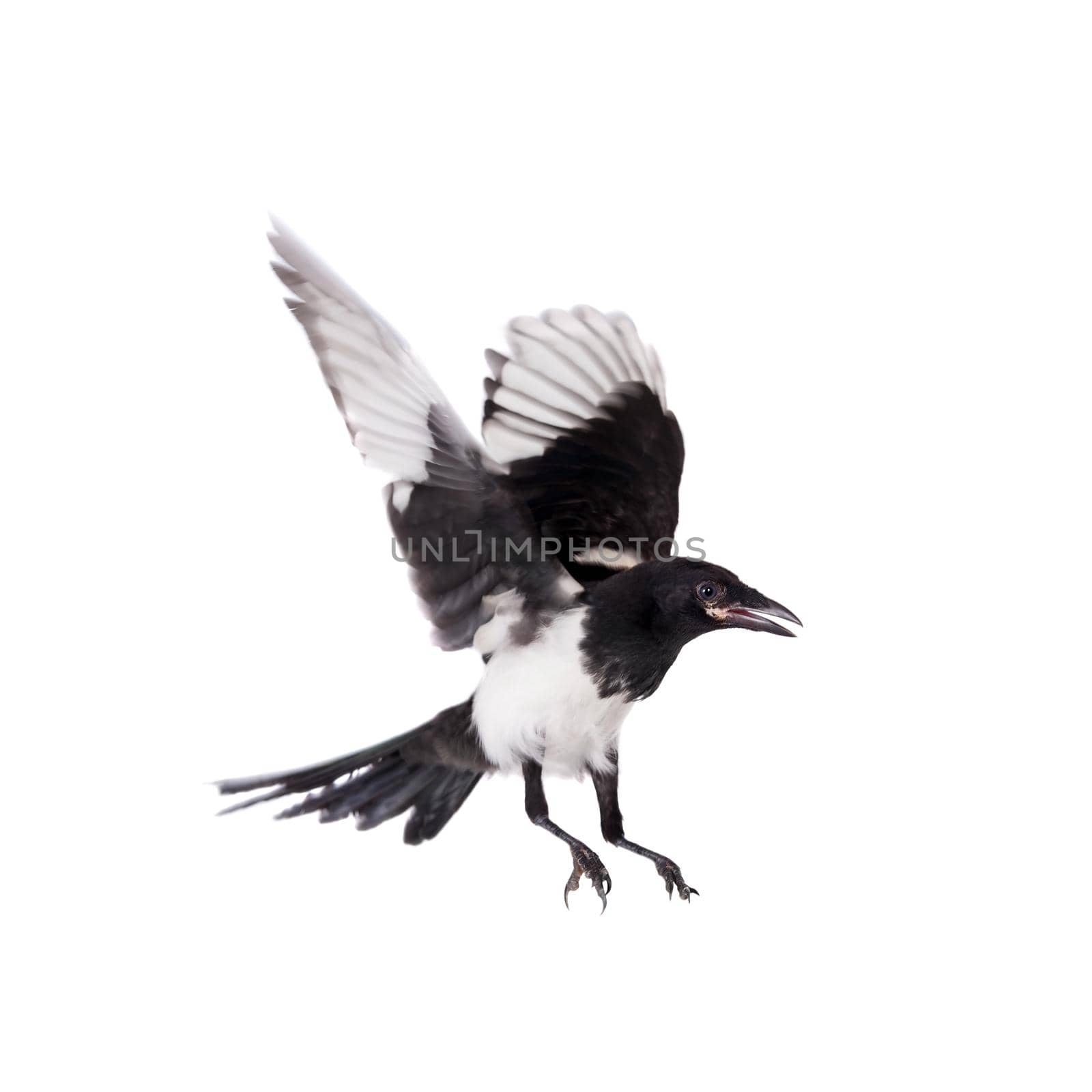 Common Magpie, Pica pica, isolated on white background