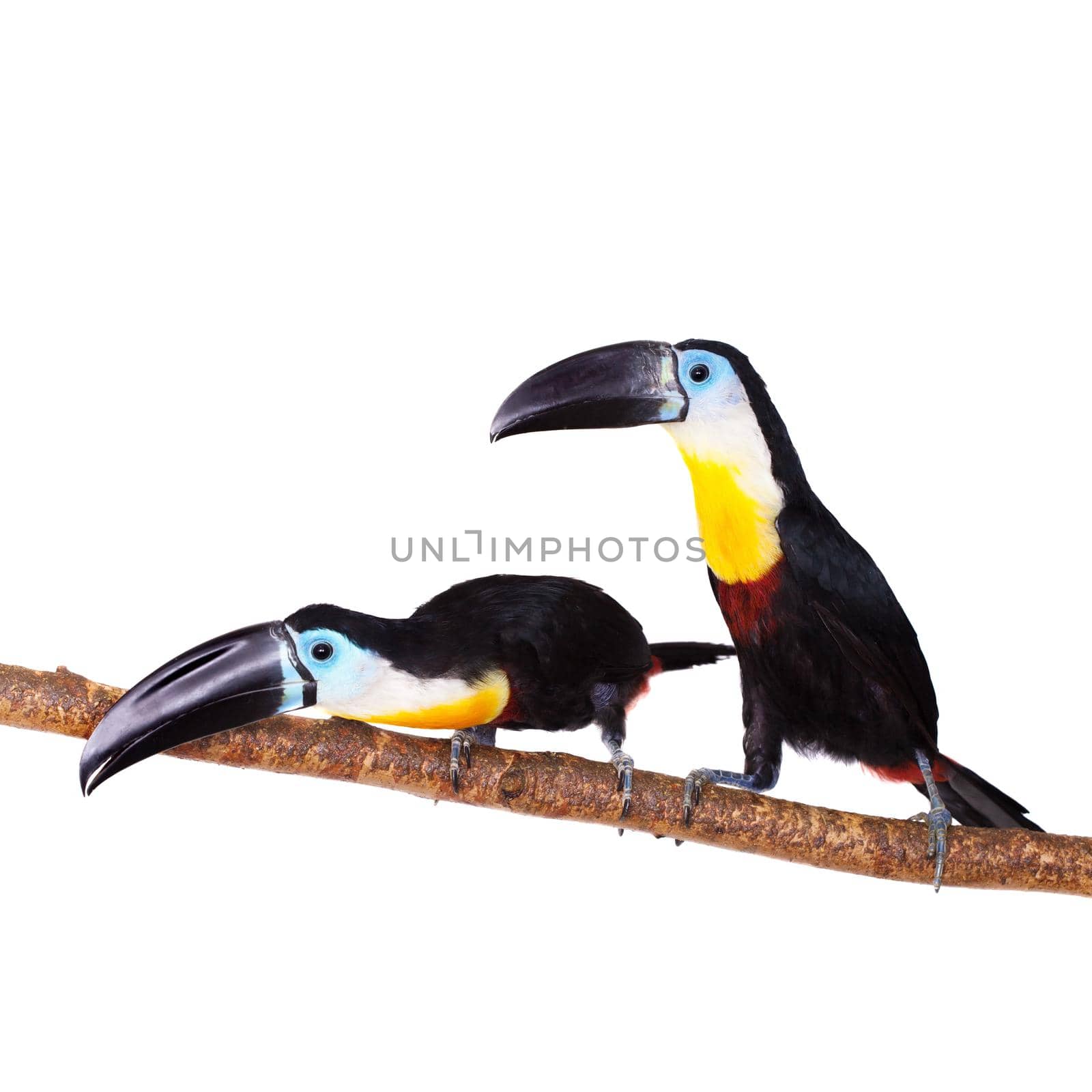 Channel-billed toucan, Ramphastos vitellinus, isolated on white background