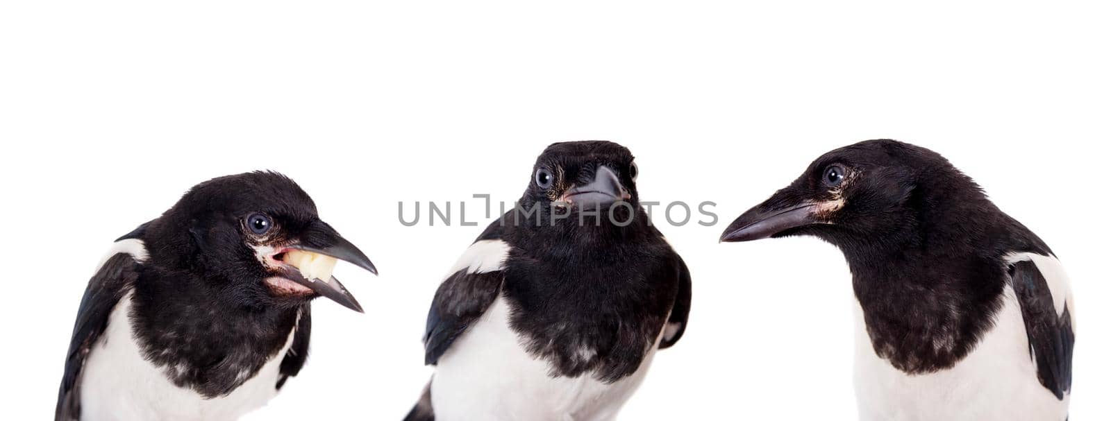 Common Magpie isolated on white by RosaJay