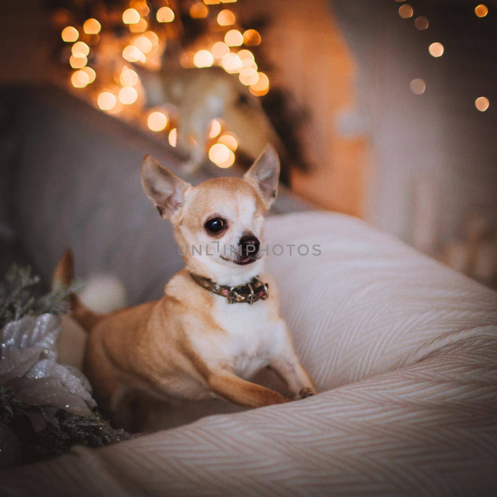 Eyeless Chihuahua dog in festivaly decorated room with Christmass tree. by RosaJay