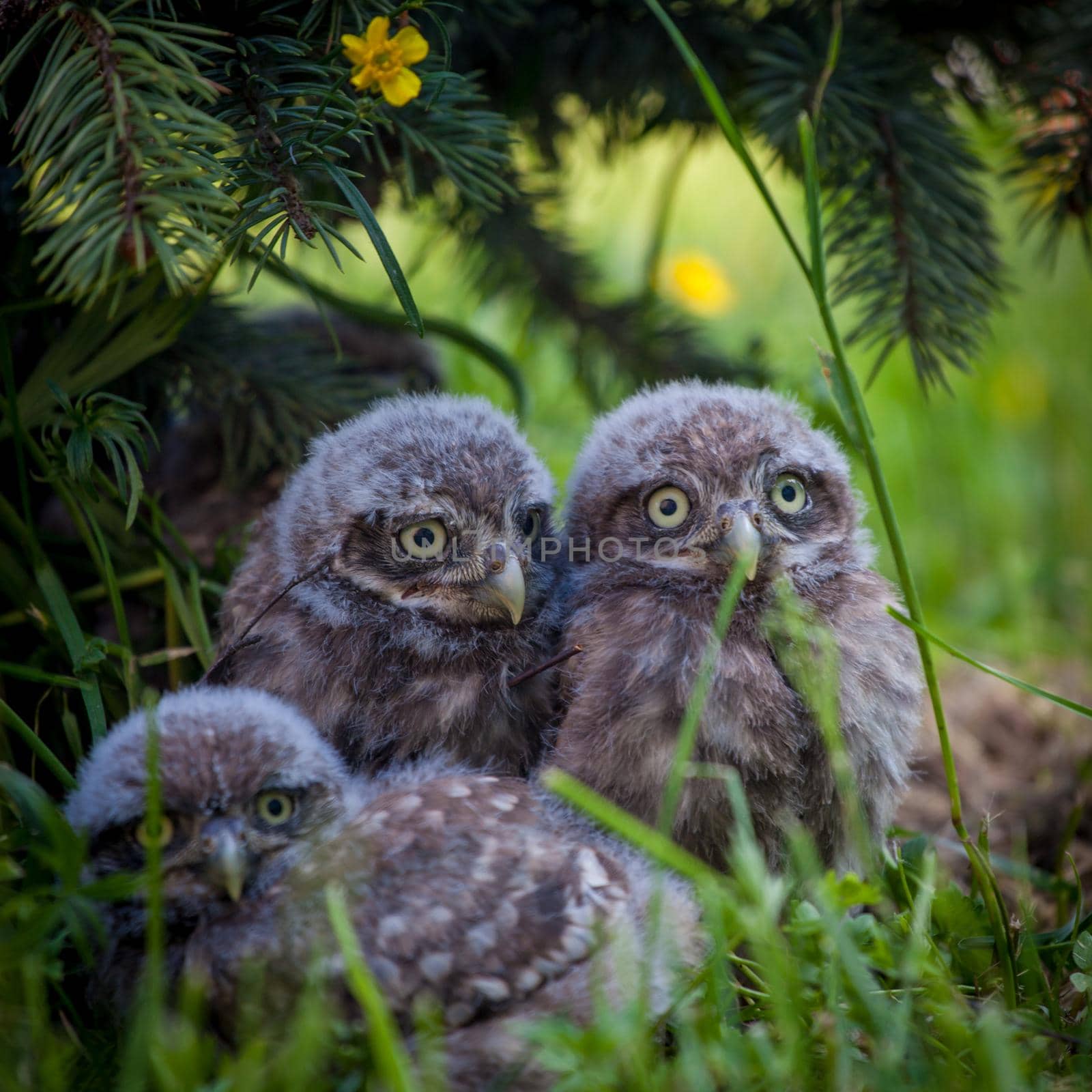 Little Owl Babies, 5 weeks old, on grass by RosaJay