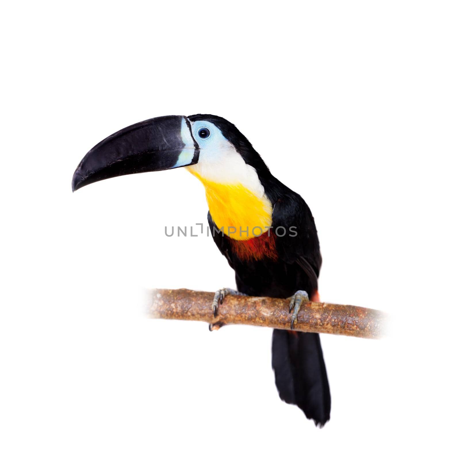Channel-billed toucan, Ramphastos vitellinus, isolated on white background