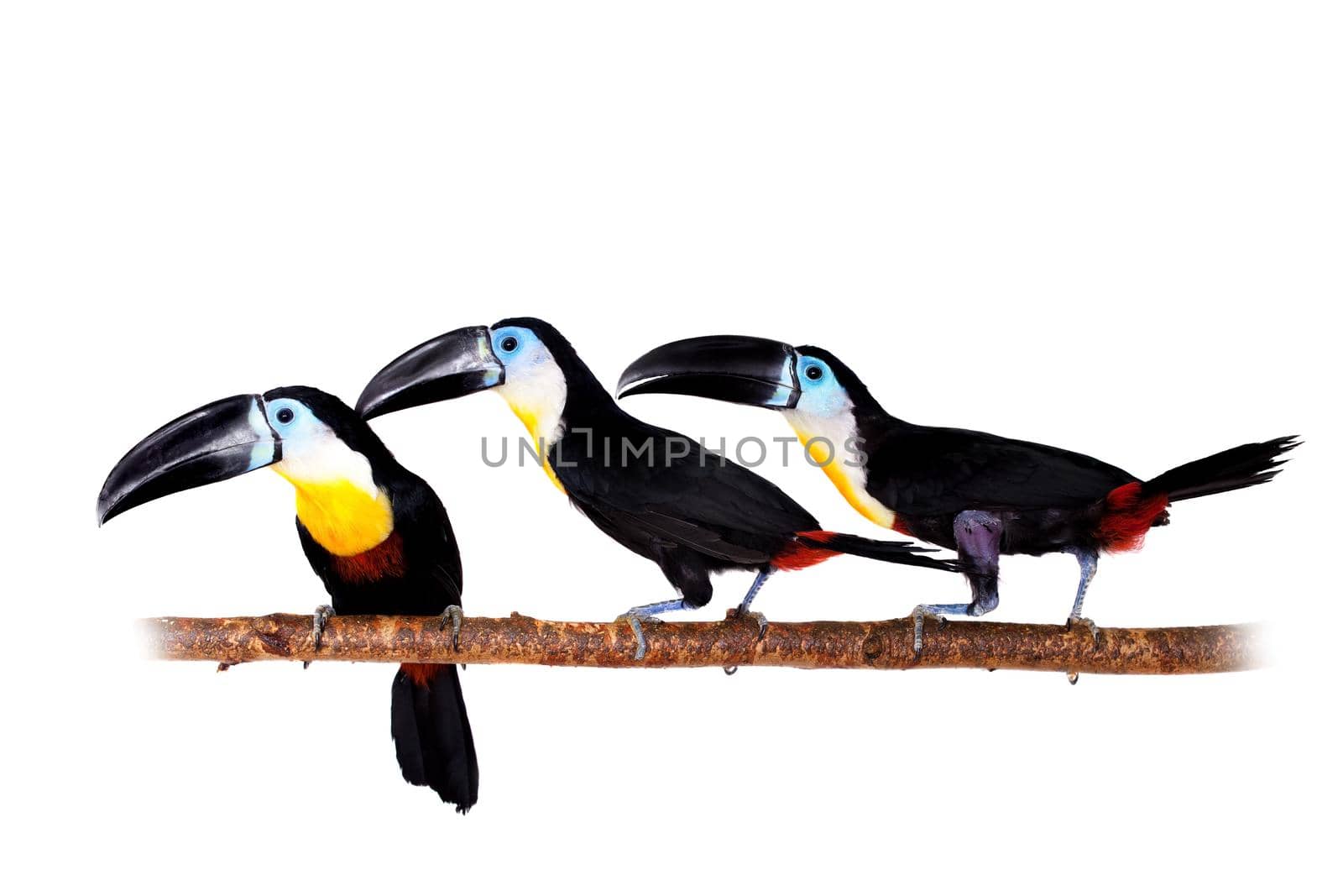 Channel-billed toucan, Ramphastos vitellinus, isolated on white background