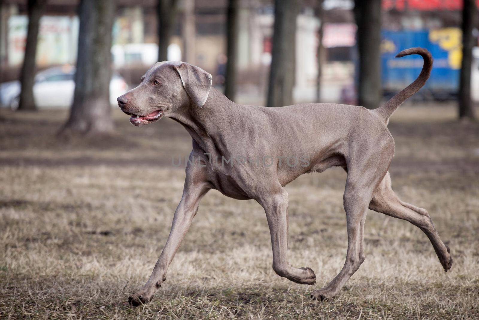 Weimaraner dog outside by RosaJay