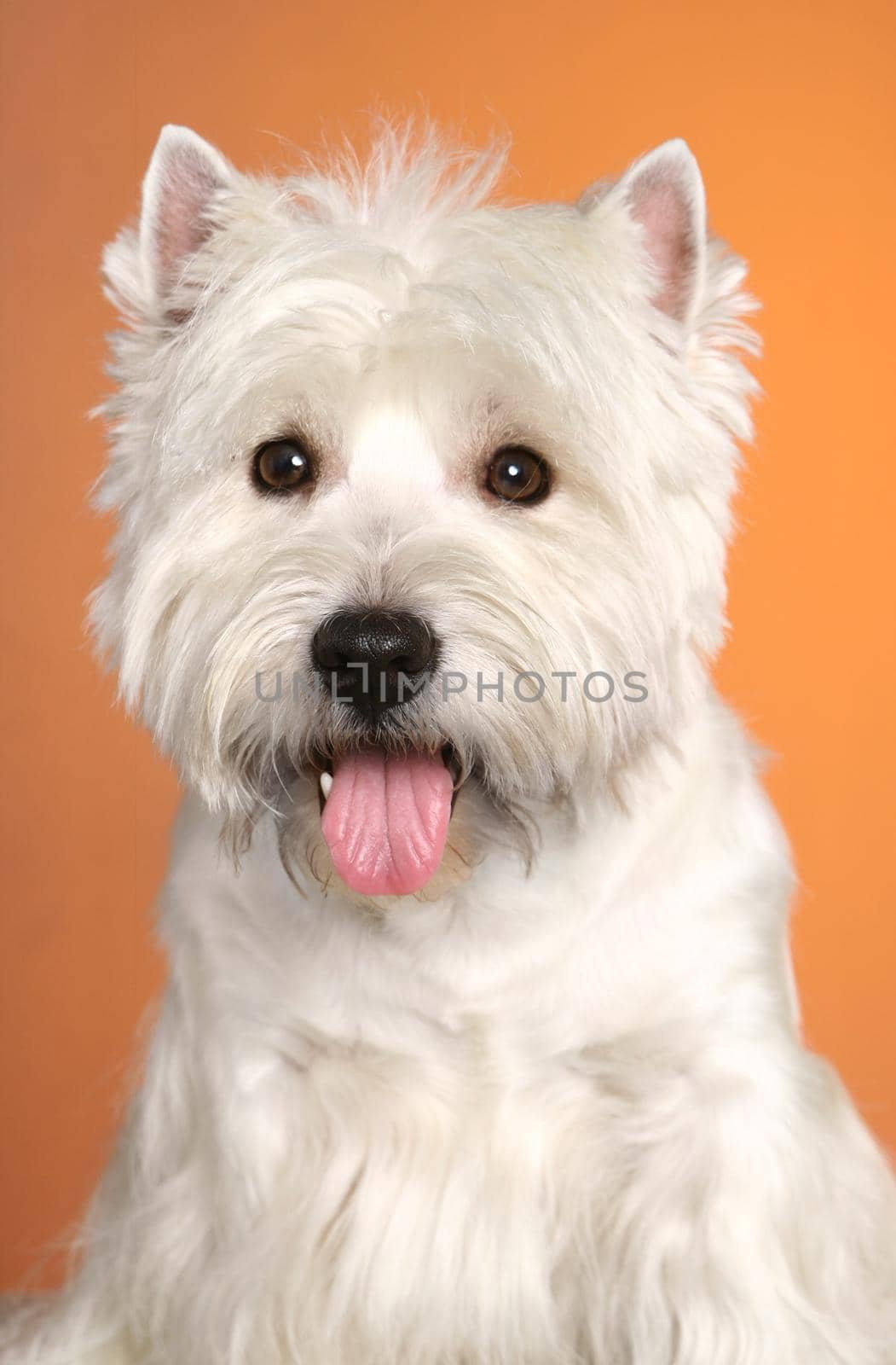 West haighland white terrier on the orange background