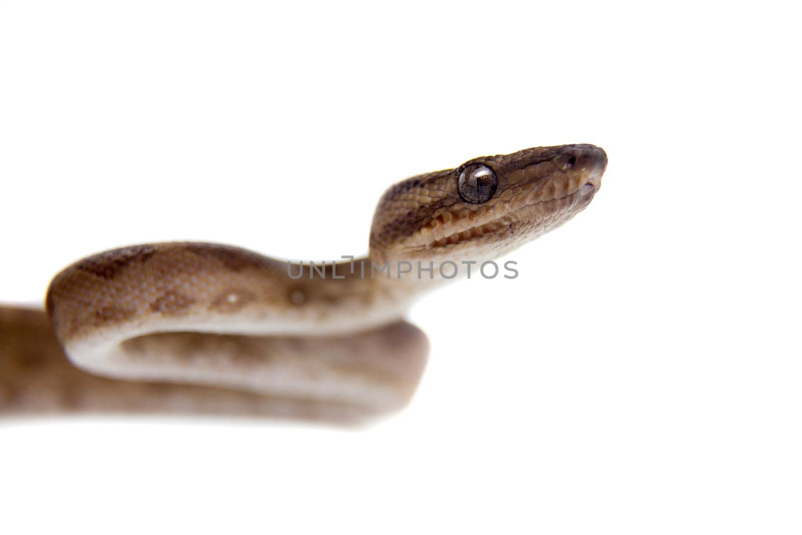 Annulated Boa on white background by RosaJay