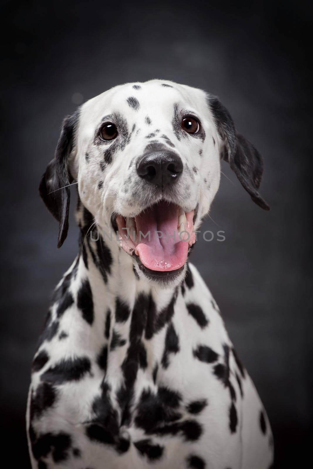 Dalmatian dog on black by RosaJay