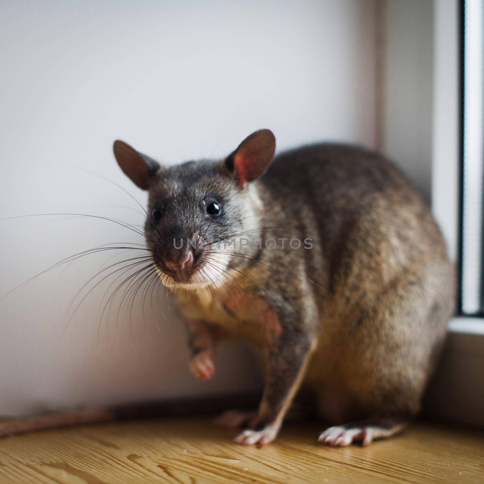 Giant african pouched rat in front of window by RosaJay