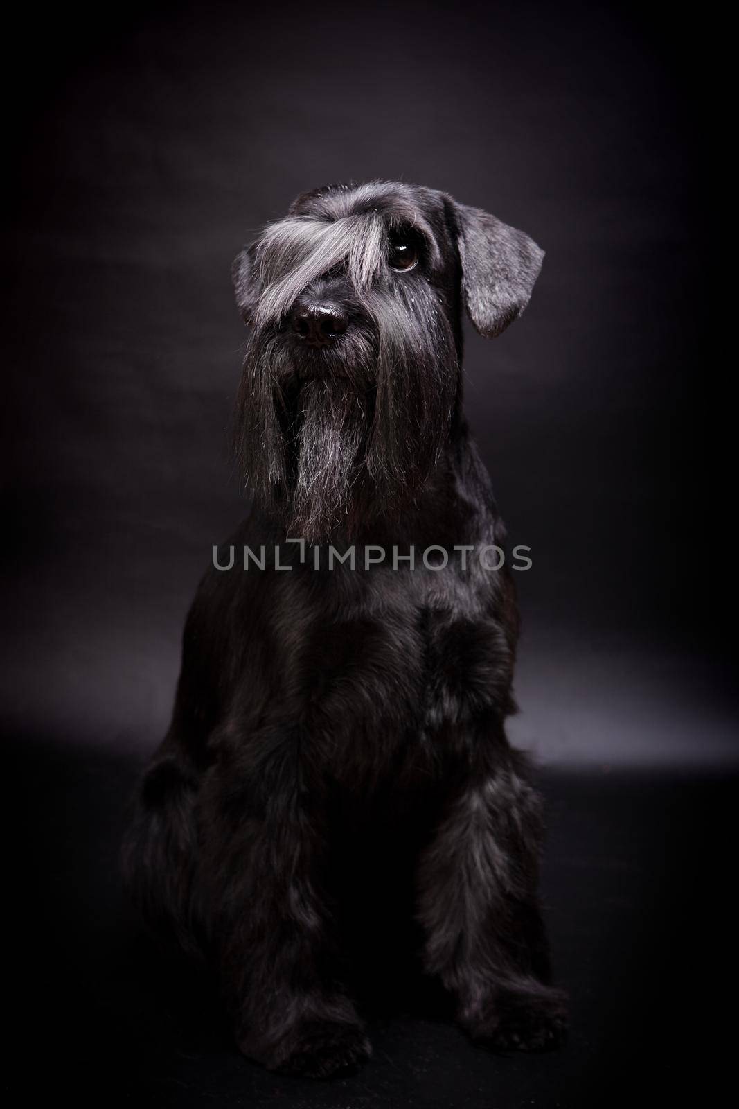 Miniature Schnauzer on black by RosaJay