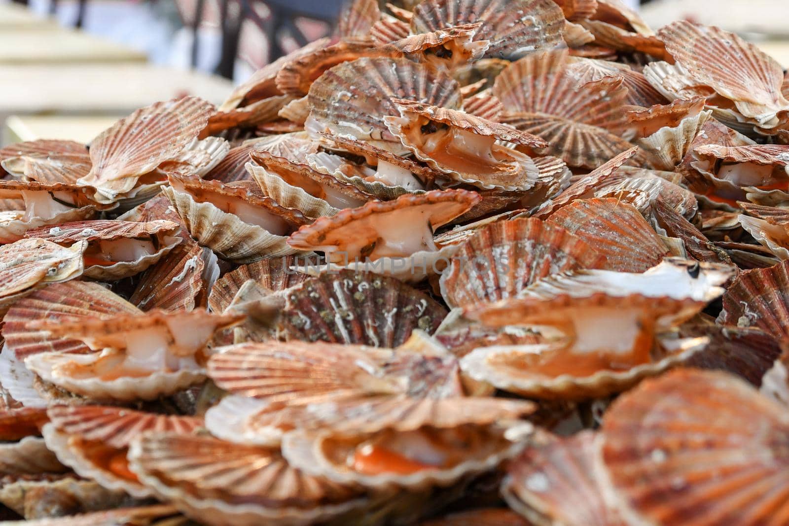Fresh french scallops on a seafood market at Dieppe France
