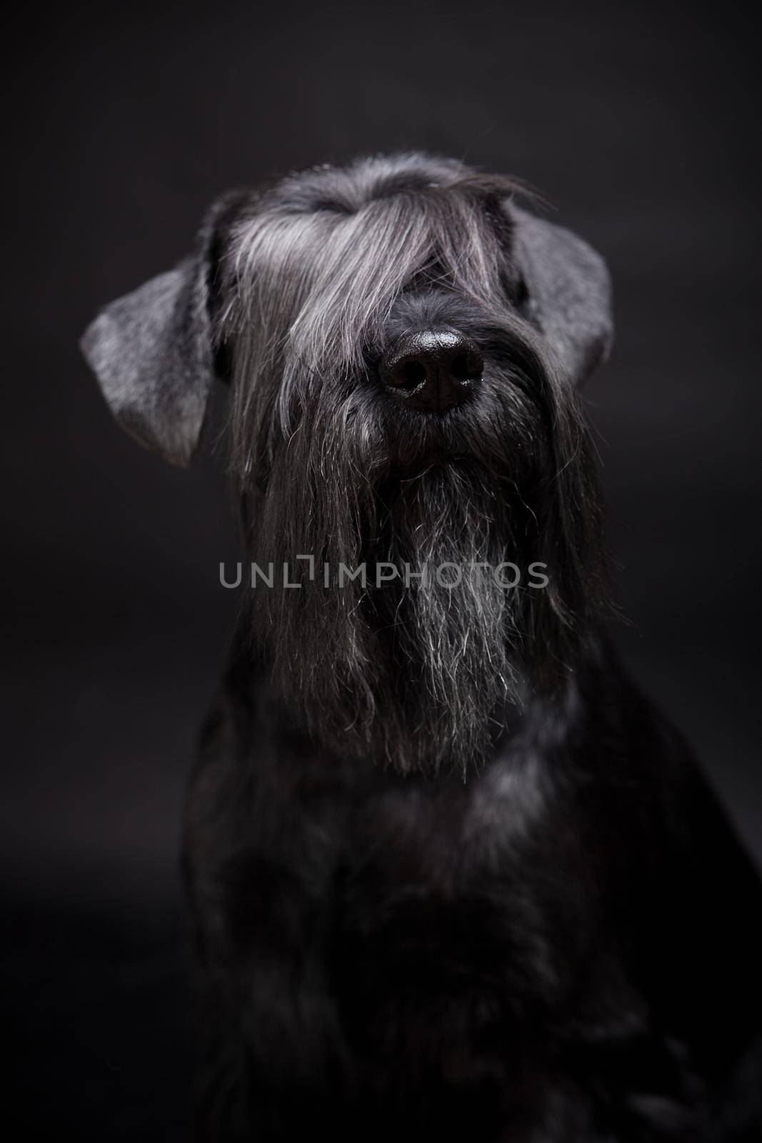 Beauty Miniature Schnauzer on the black background