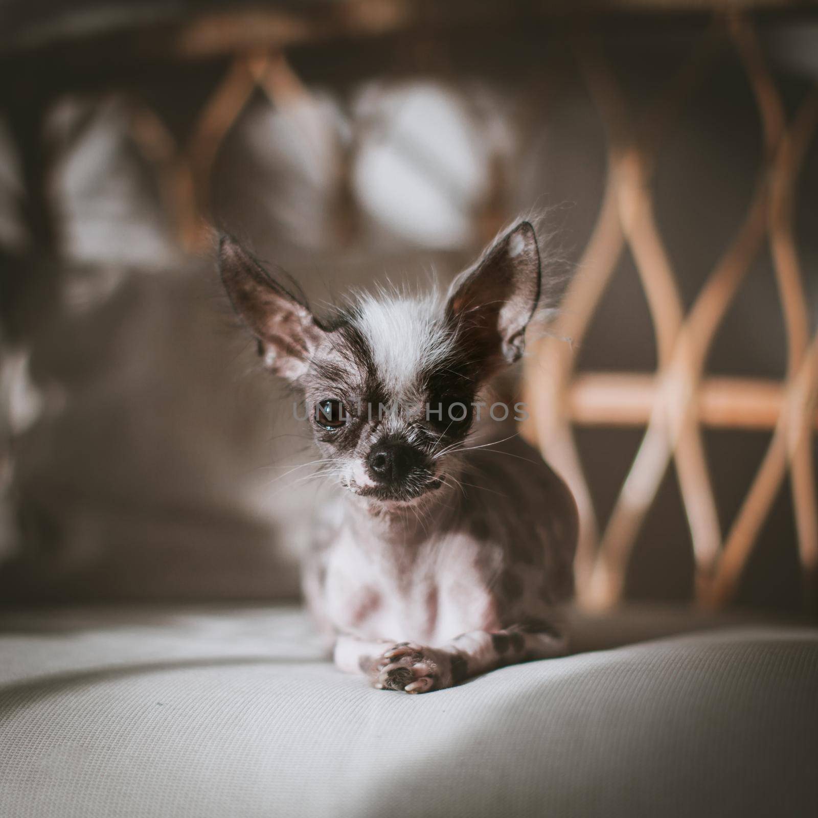 Ugly peruvian hairless and chihuahua mix dog on a chair