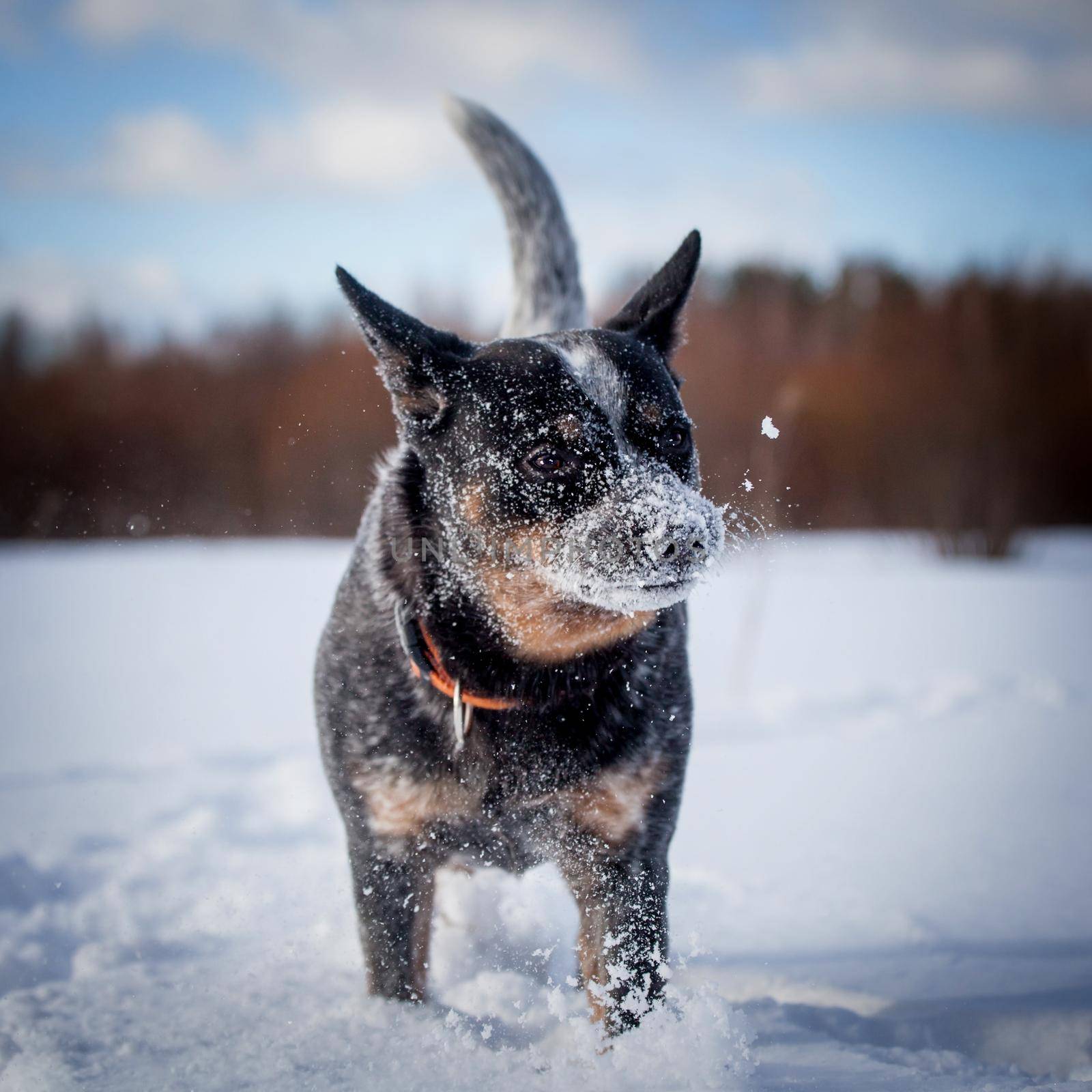 Australian Cattle Dog playing on the winter field