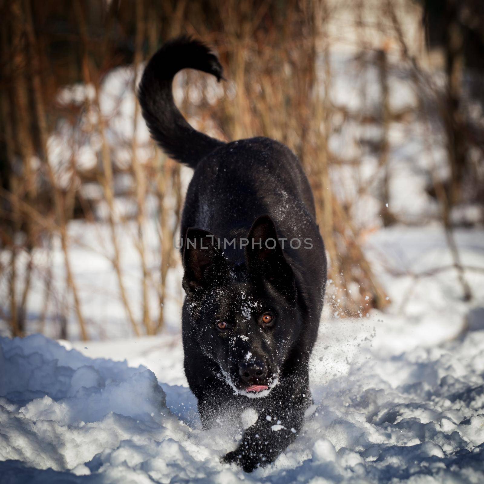 9 month old east-european shepherd dog in the field