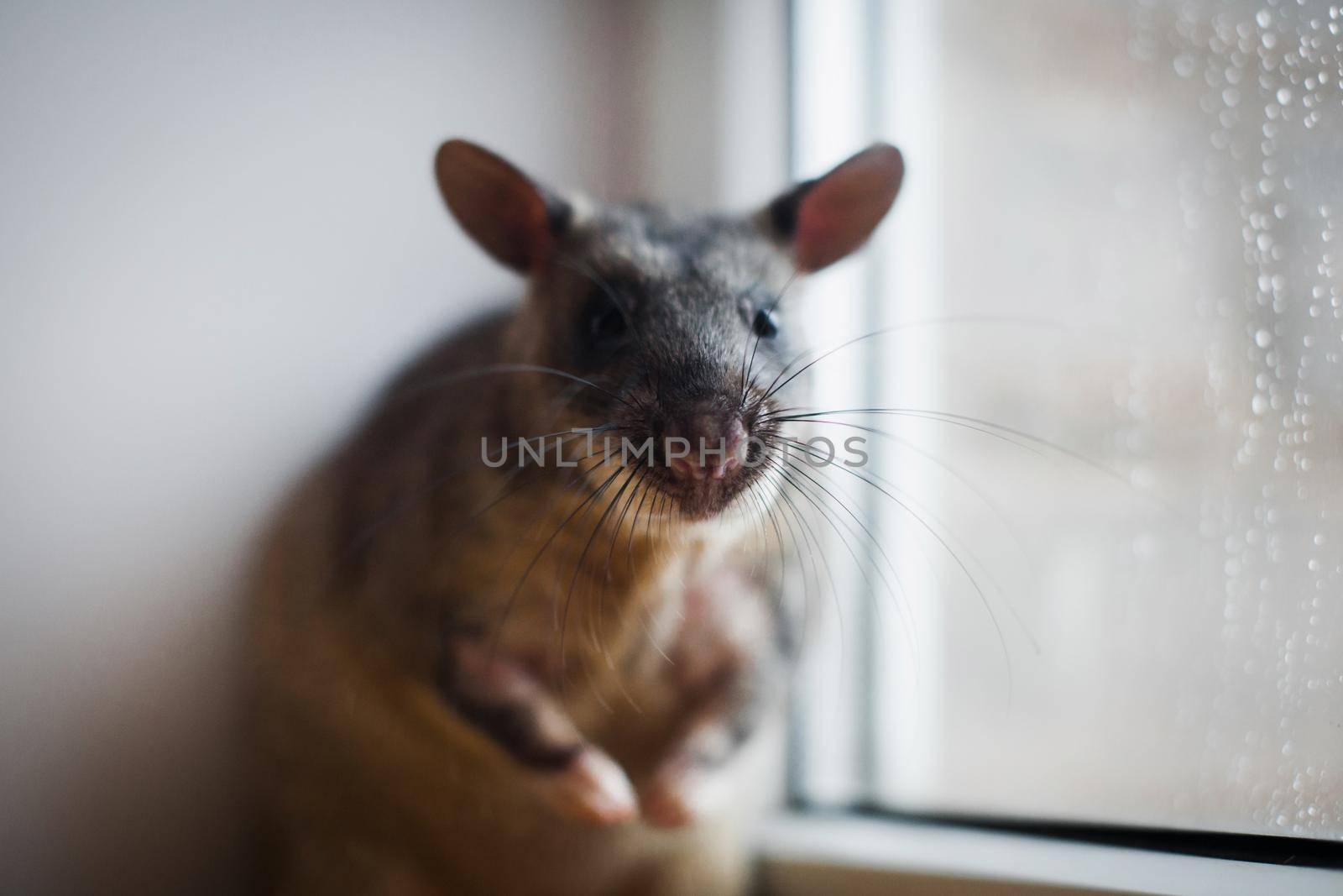 Giant african pouched rat or crycetomys gambianus in front of window