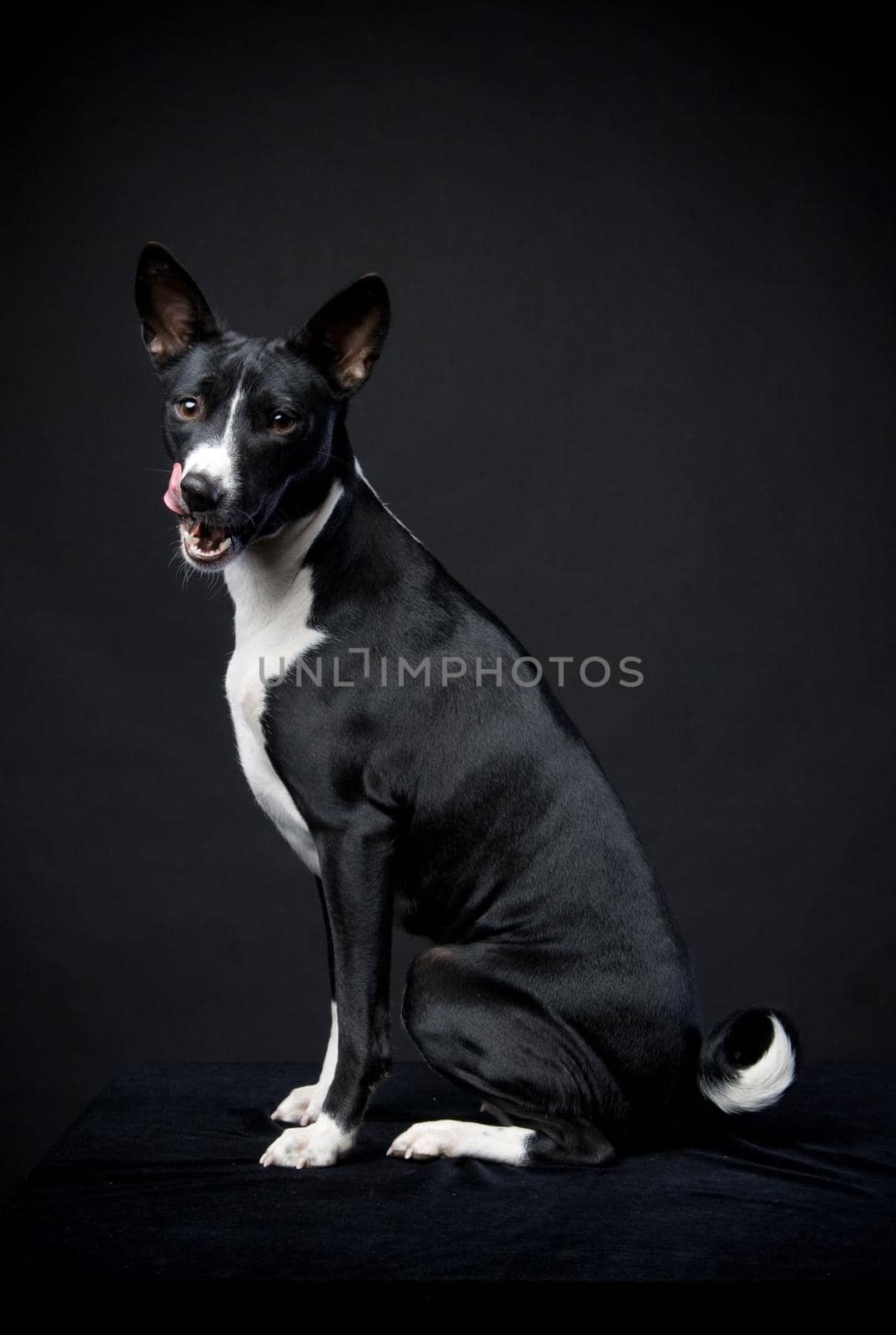 Two-coloured basenji on black by RosaJay