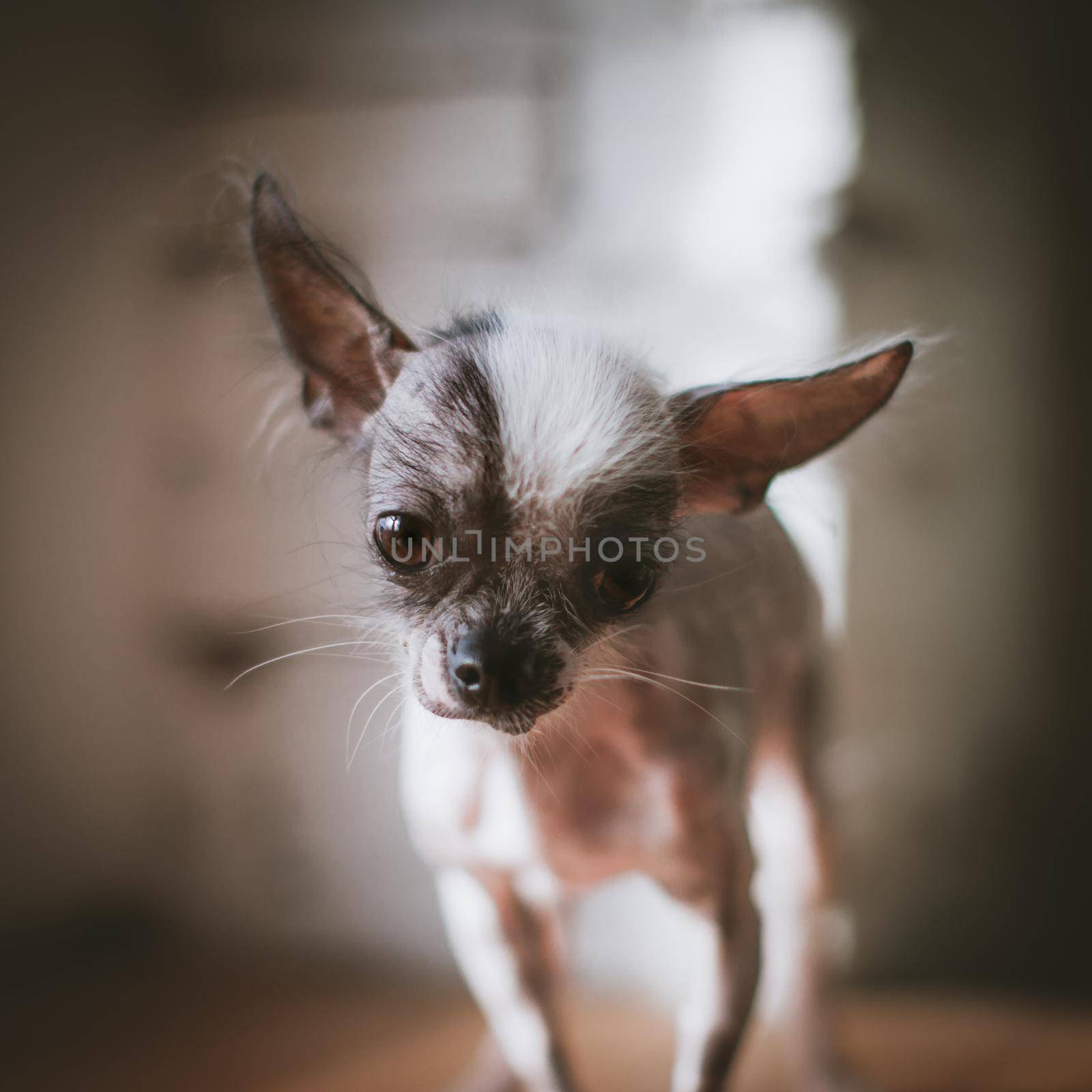 Ugly peruvian hairless and chihuahua mix dog