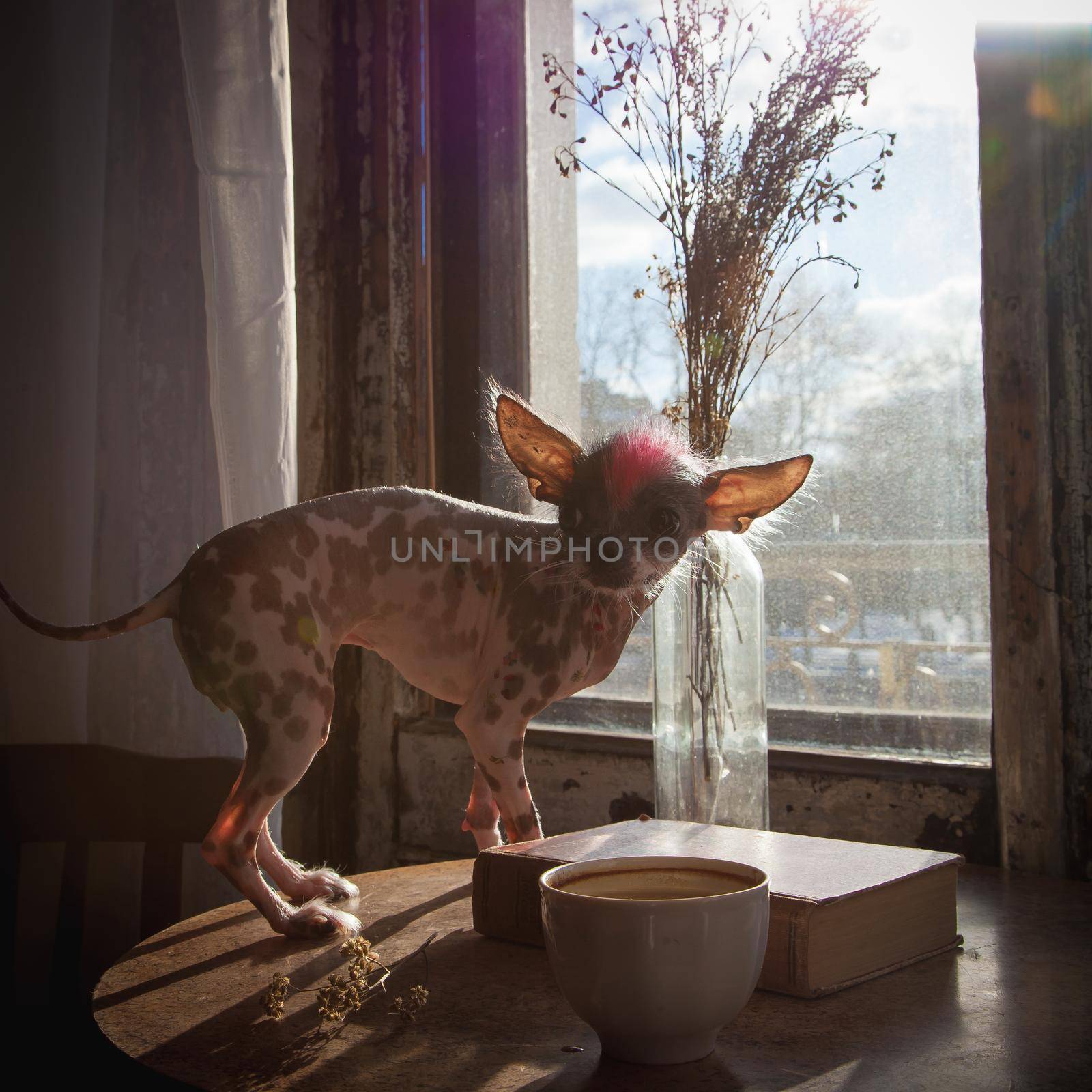 Punk style peruvian hairless and chihuahua mix dog with tattoo on table