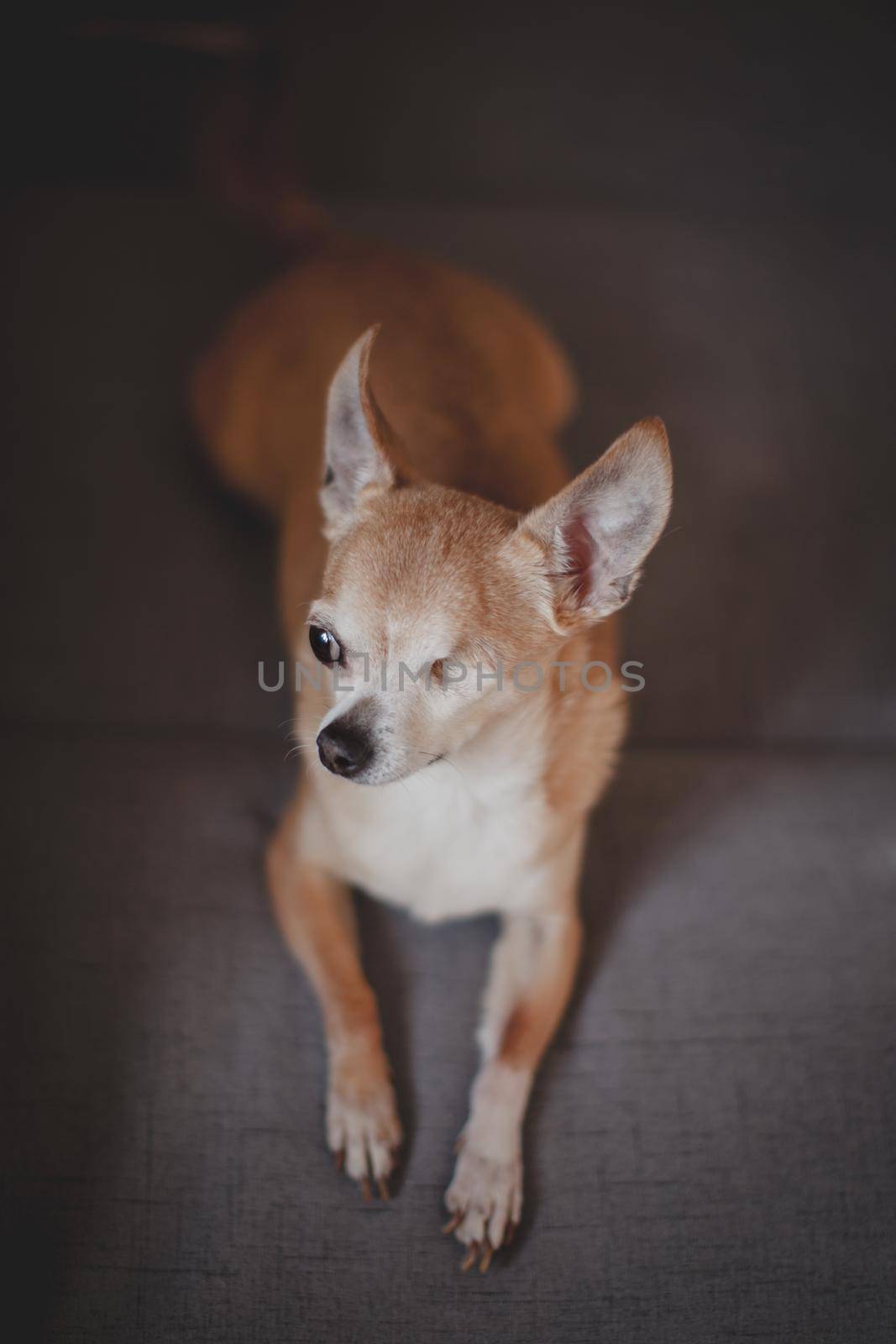 Eyeless Chihuahua dog, 12 years old on a sofa