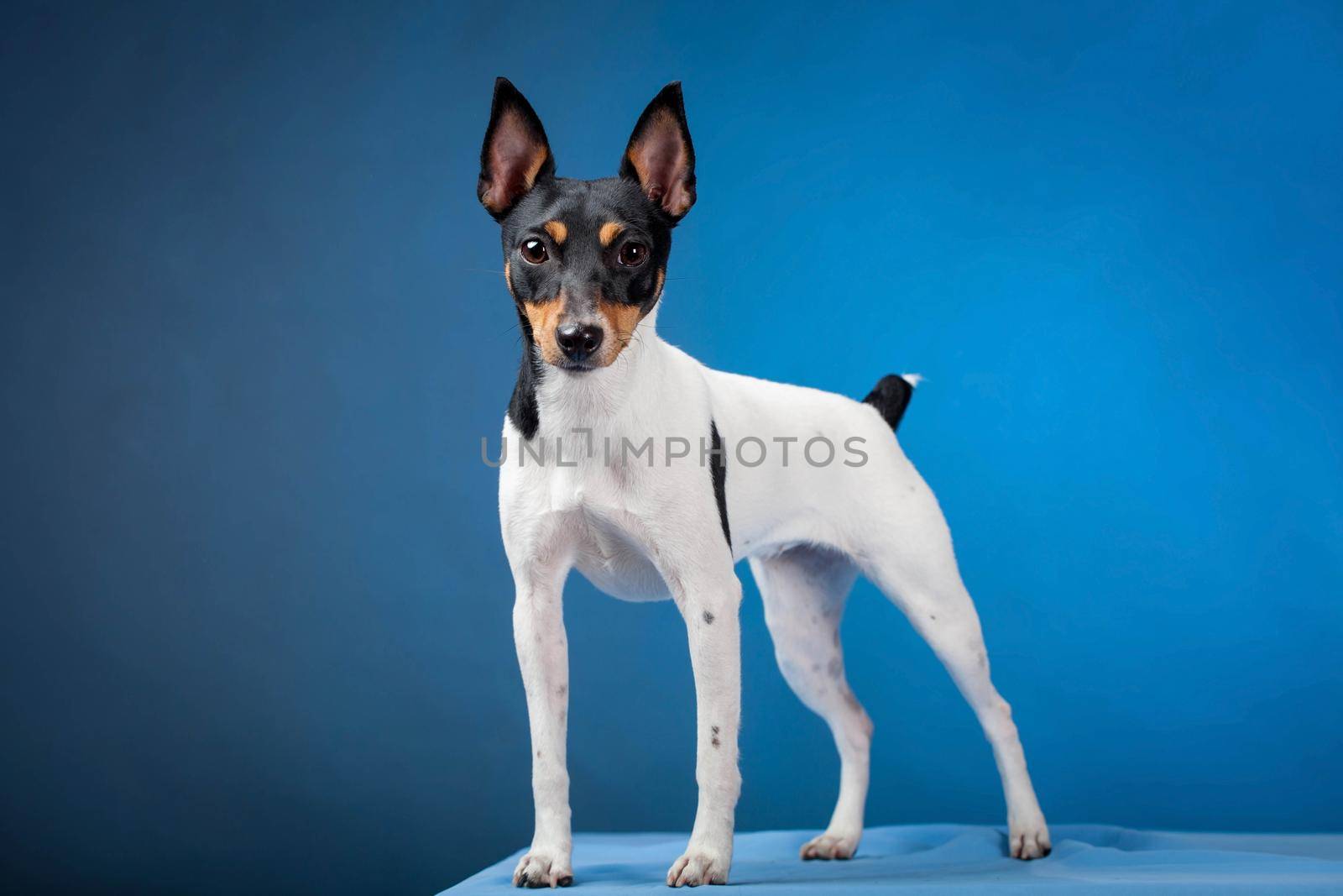 Toy fox terrier by RosaJay