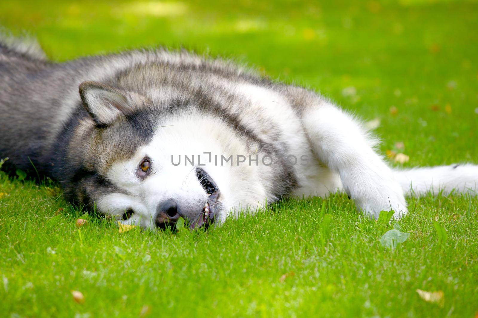 Alaskan Malamute lying on the green grass