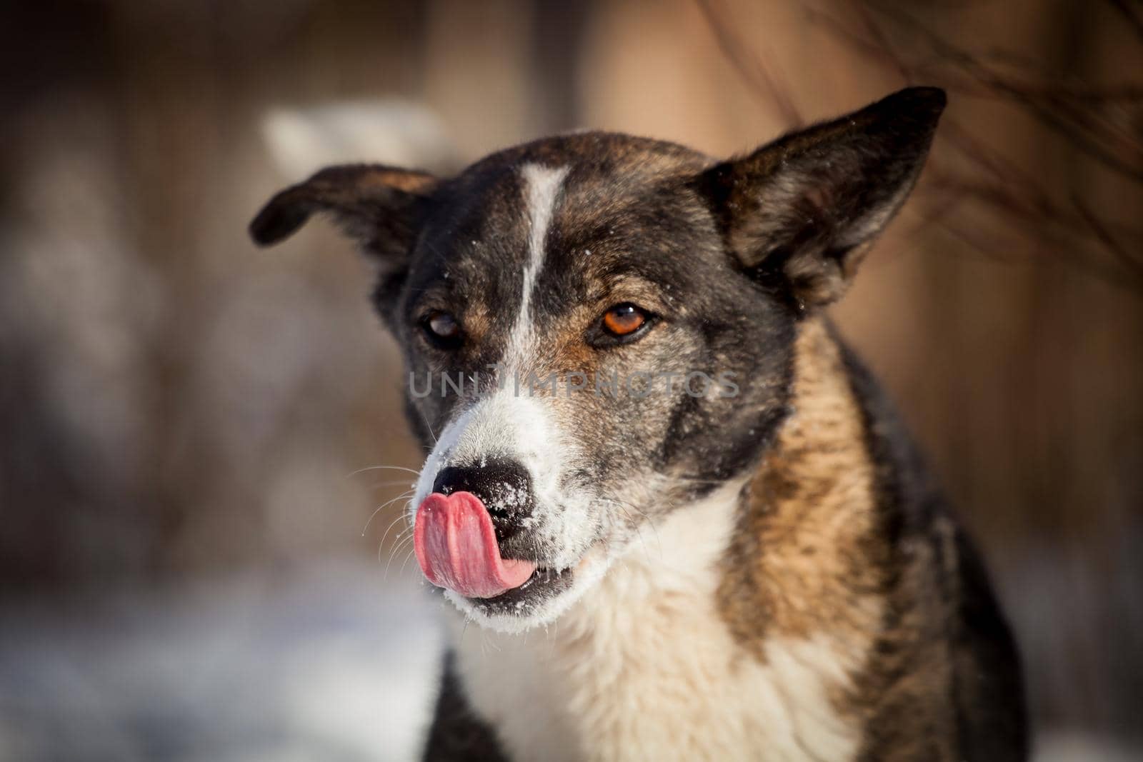 Mixed breed dog in the winter field by RosaJay