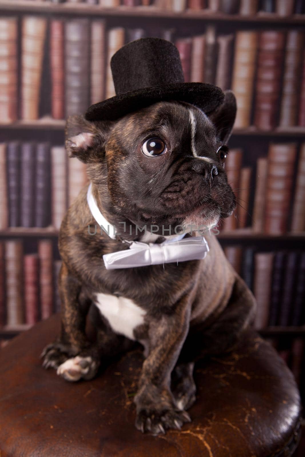 French bulldog puppy with neck bow and old-fashioned black hat in library
