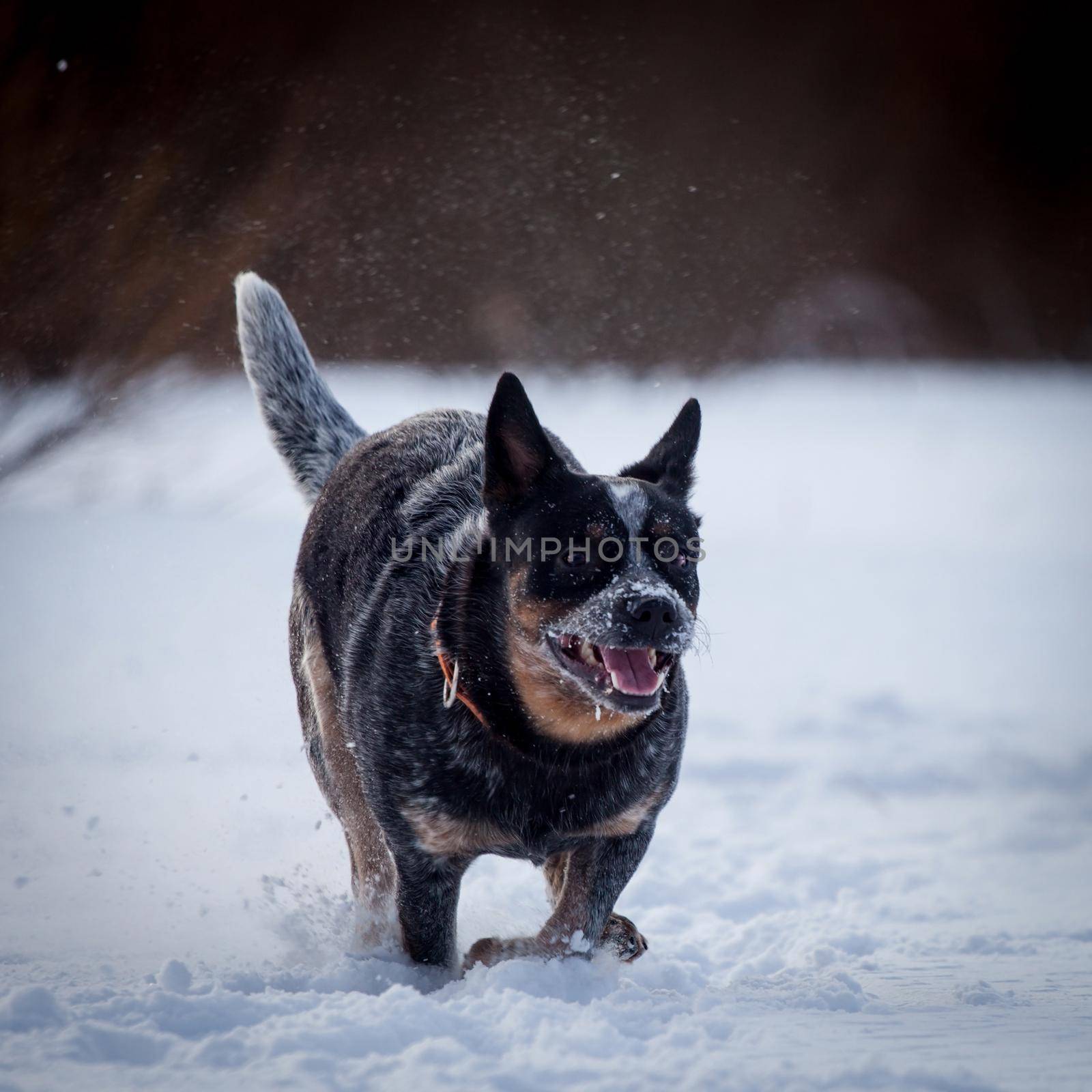 Australian Cattle Dog playing on the winter field