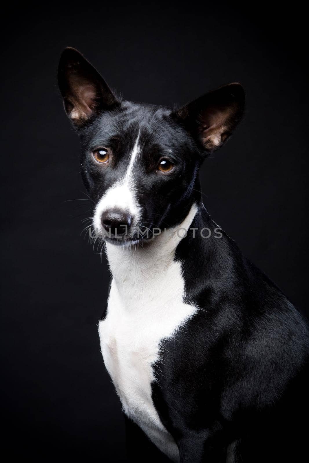 Two-coloured basenji on black by RosaJay