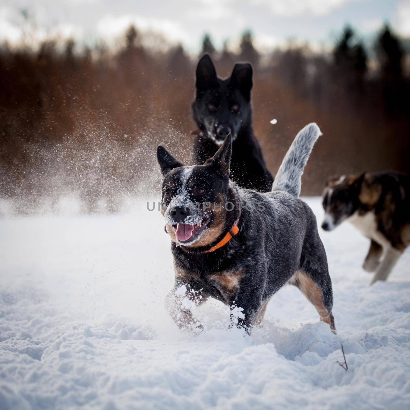 Australian Cattle Dog with east-european shepherd dog playing on the winter field