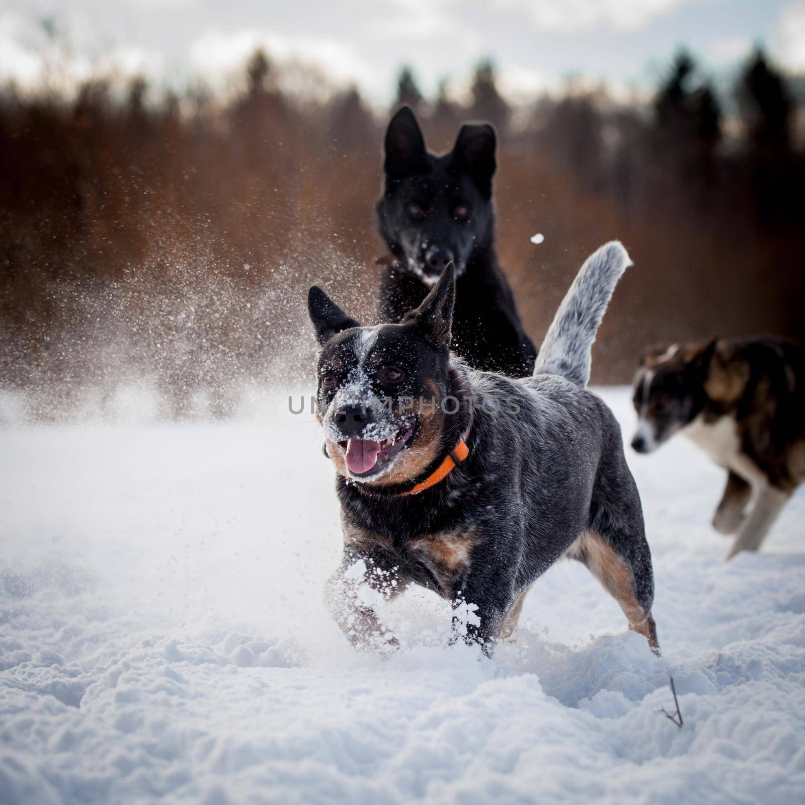 Australian blue Cattle Dog with east-european shepherd dog on the winter field by RosaJay