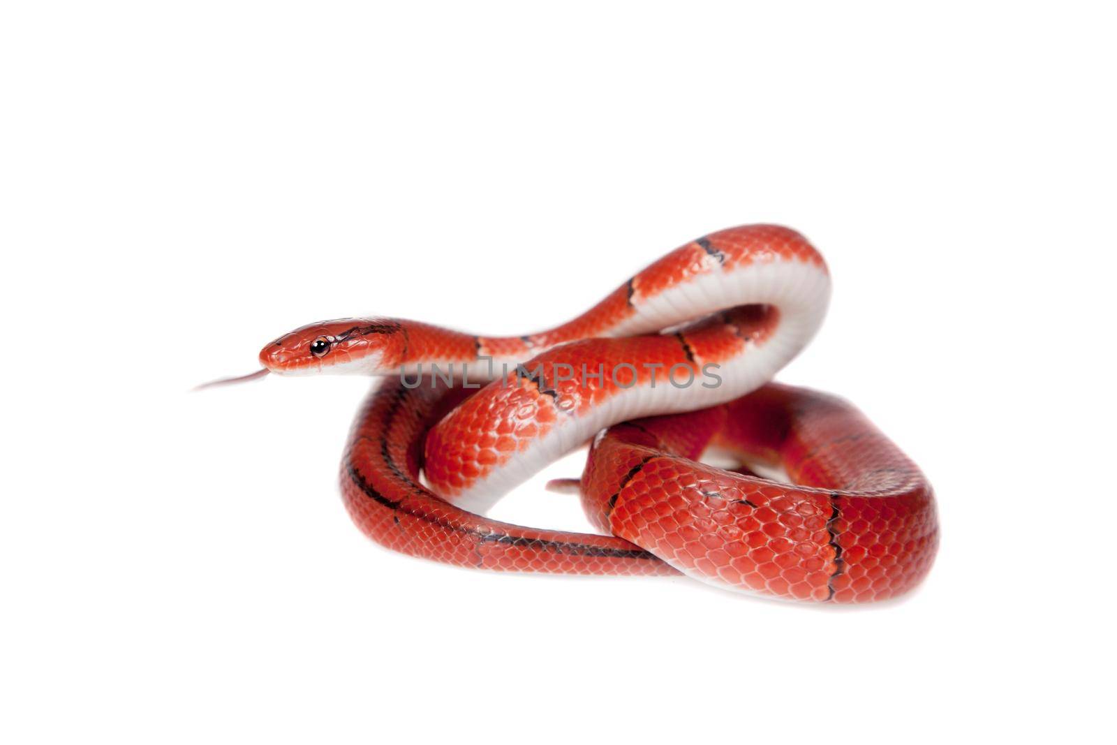 Small red bamboo snake isolated on white by RosaJay