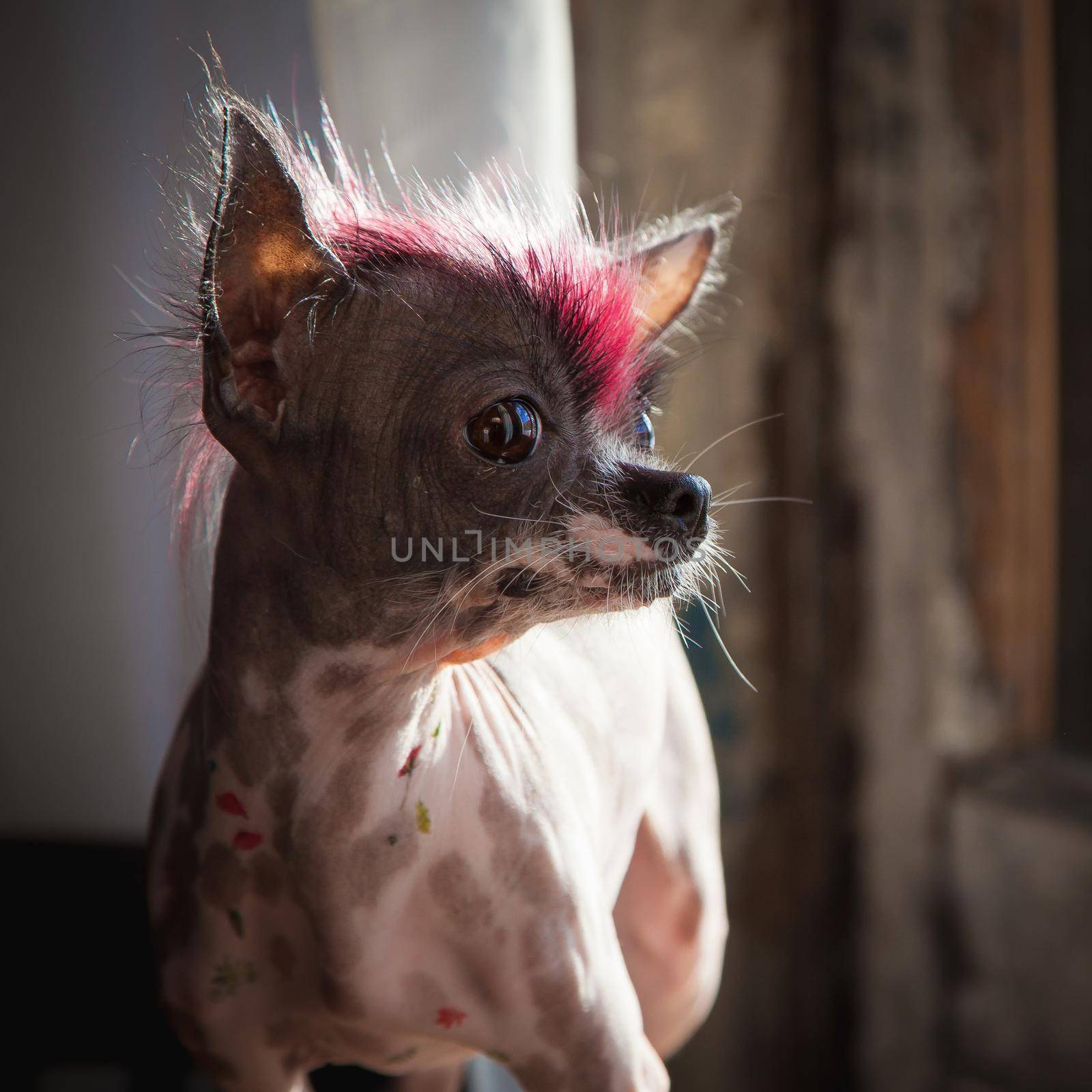 Punk style peruvian hairless and chihuahua mix dog with tattoo on table