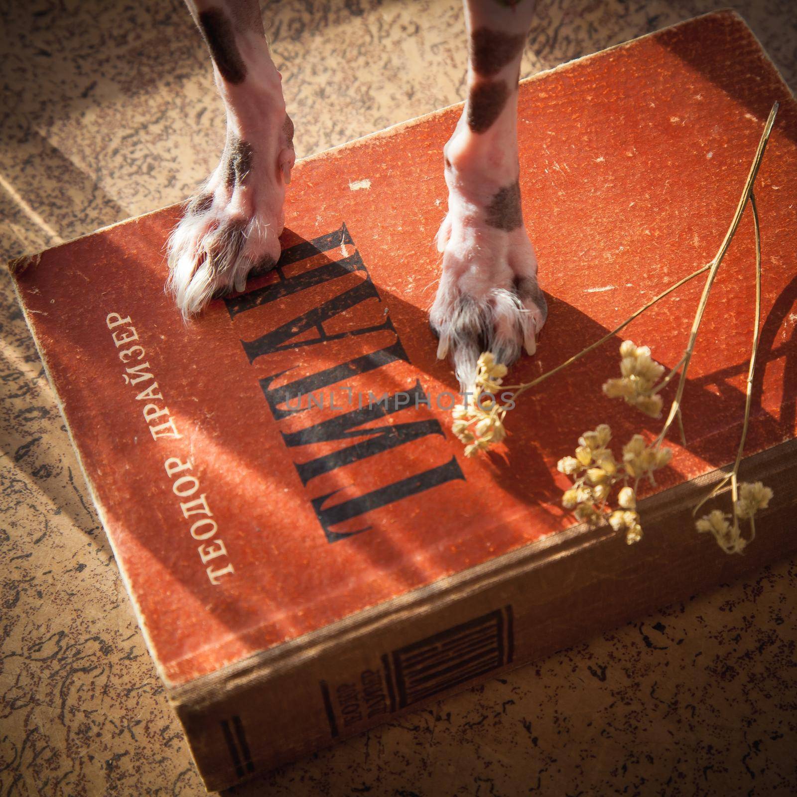 Hairless and chihuahua mix dog's paws on book with dry flowers