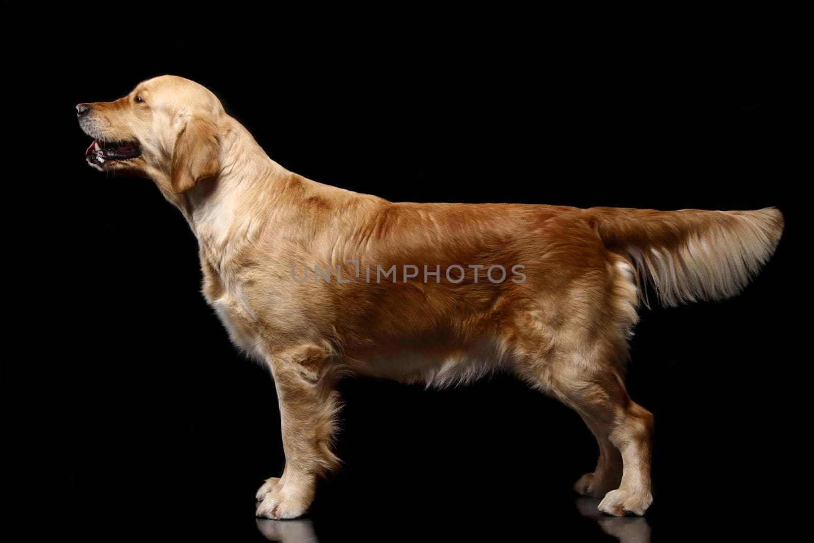 Golden retriever poising in studio. Isolated on black.