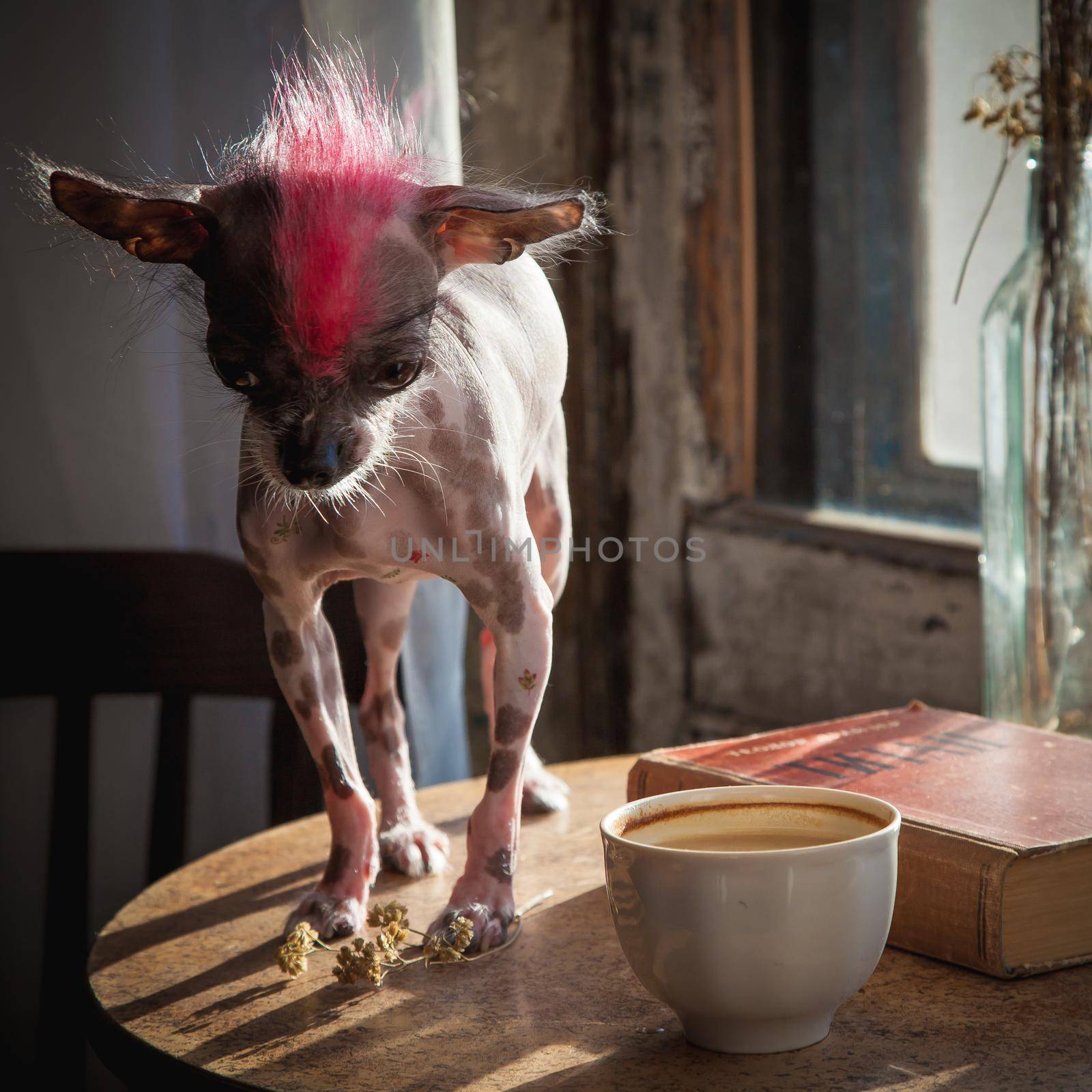 Punk style peruvian hairless and chihuahua mix dog with tattoo on table