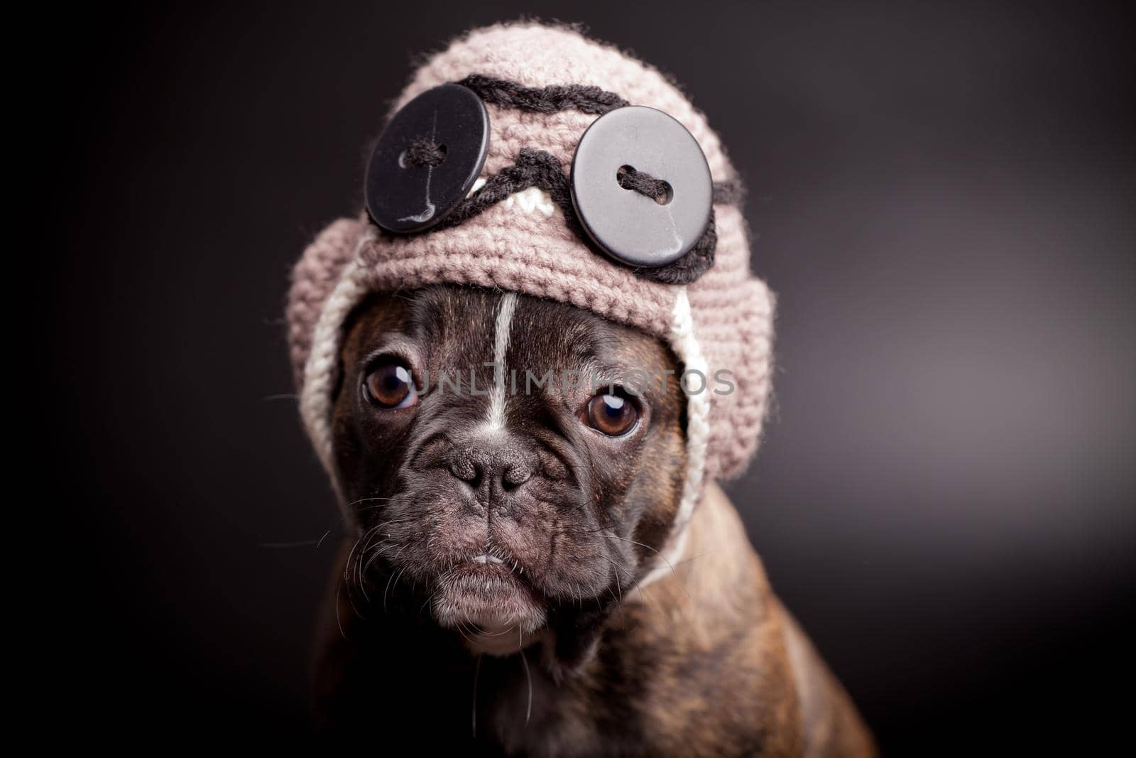 French bulldog puppy in knit pilot helmet by RosaJay